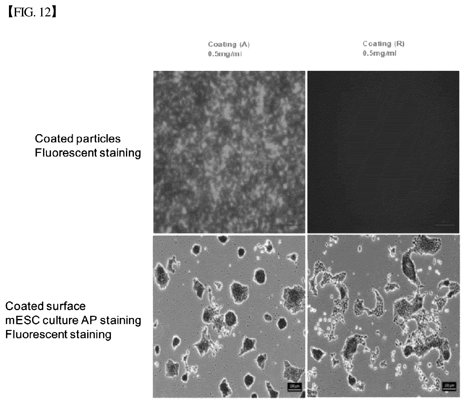 Patent US12305193 Figure 13 – Three-dimensional micro-environment structure for controlling cell behavior, three-dimensional surface for controlling cell behavior, and method for manufacturing array and three-dimensional micro-environment structure
