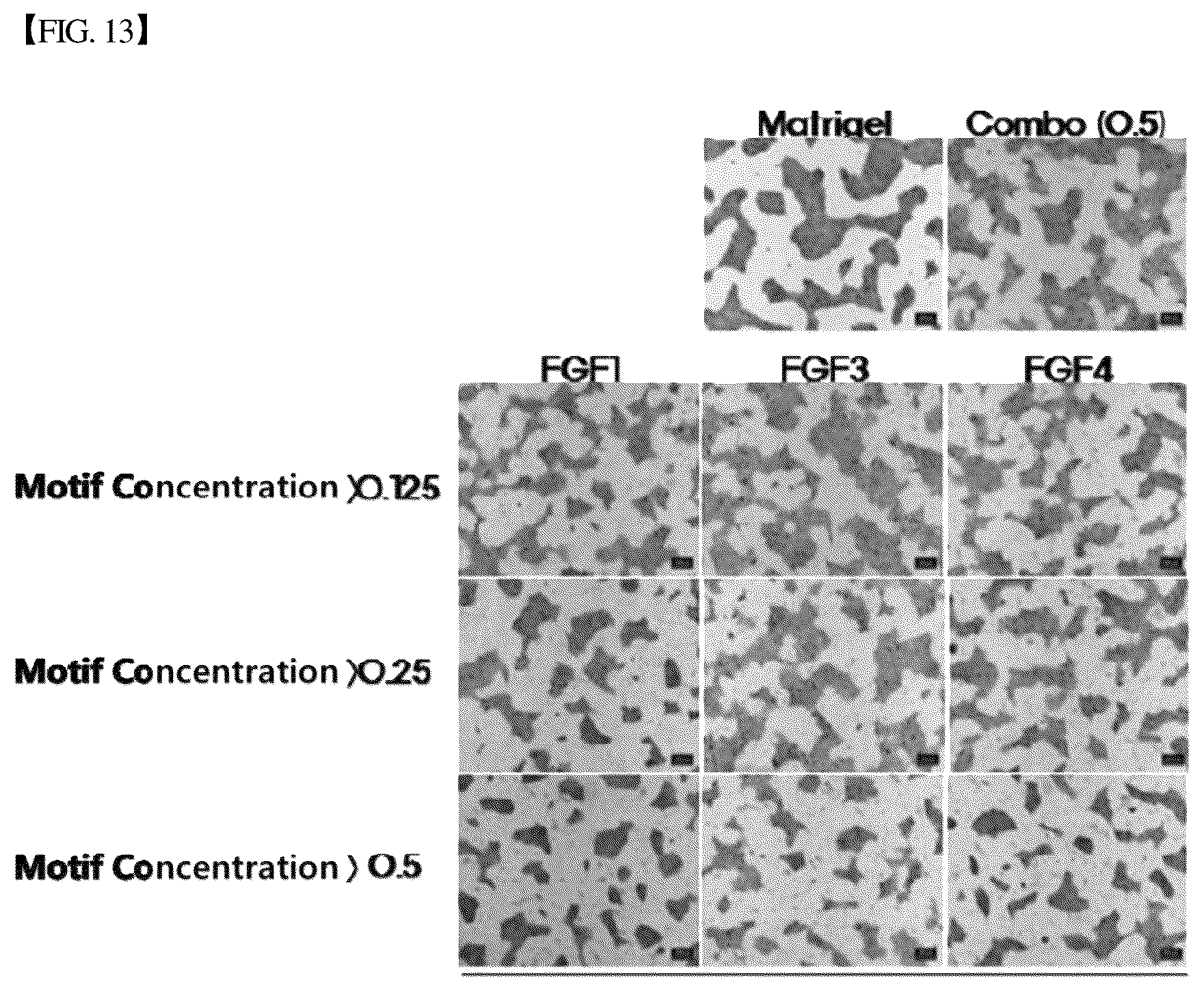 Patent US12305193 Figure 14 – Three-dimensional micro-environment structure for controlling cell behavior, three-dimensional surface for controlling cell behavior, and method for manufacturing array and three-dimensional micro-environment structure