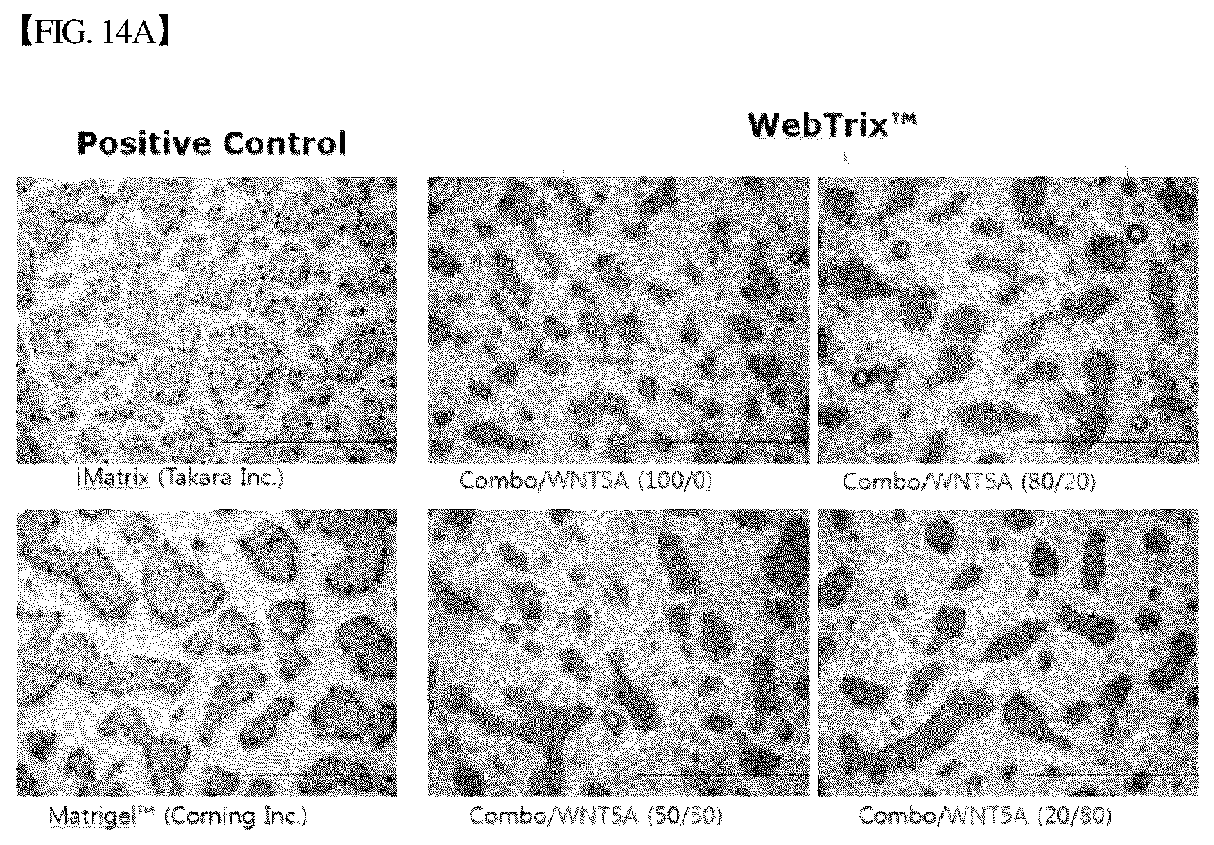 Patent US12305193 Figure 15 – Three-dimensional micro-environment structure for controlling cell behavior, three-dimensional surface for controlling cell behavior, and method for manufacturing array and three-dimensional micro-environment structure