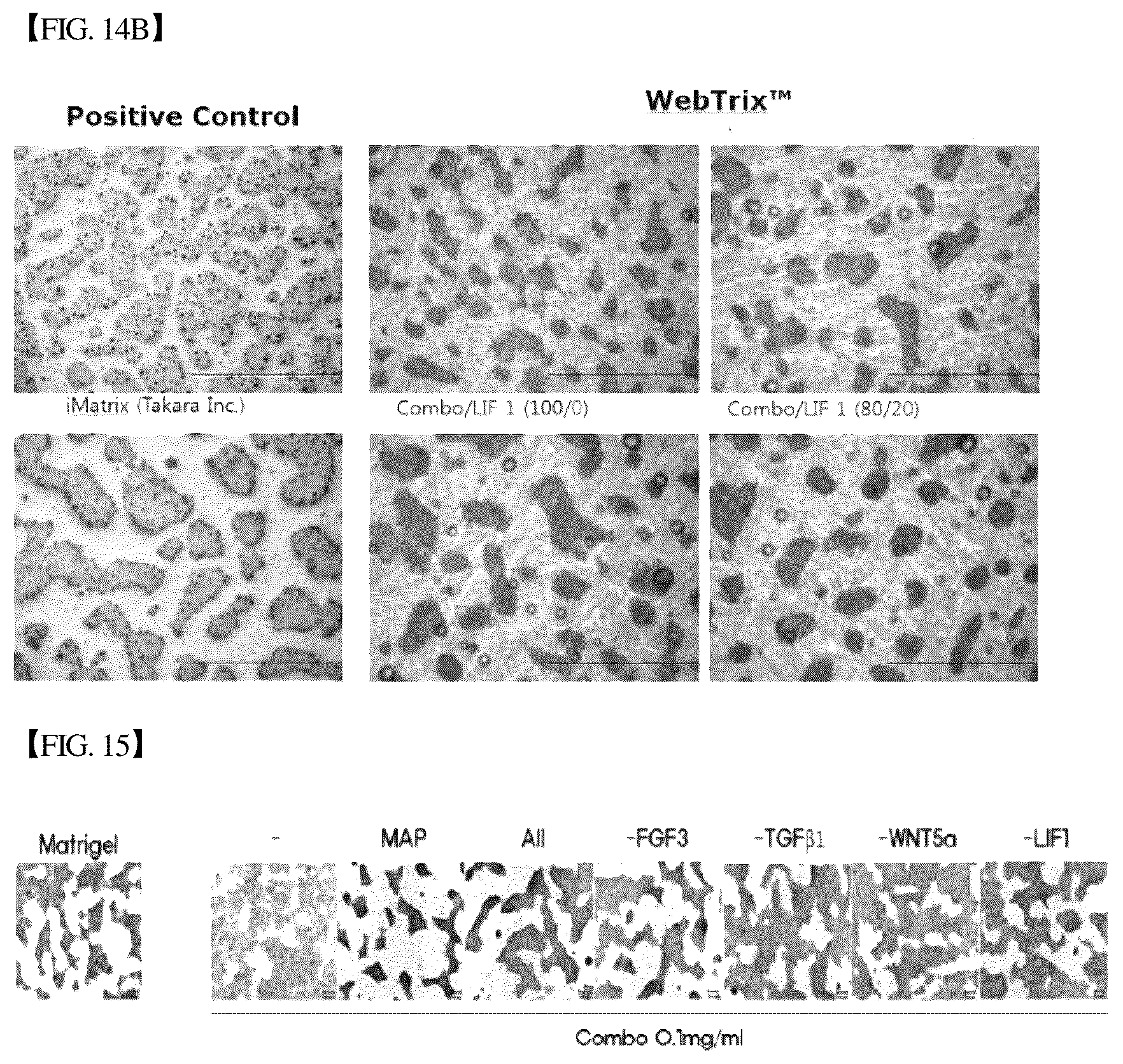 Patent US12305193 Figure 16 – Three-dimensional micro-environment structure for controlling cell behavior, three-dimensional surface for controlling cell behavior, and method for manufacturing array and three-dimensional micro-environment structure