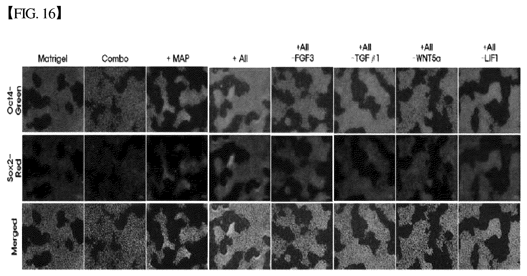 Patent US12305193 Figure 17 – Three-dimensional micro-environment structure for controlling cell behavior, three-dimensional surface for controlling cell behavior, and method for manufacturing array and three-dimensional micro-environment structure