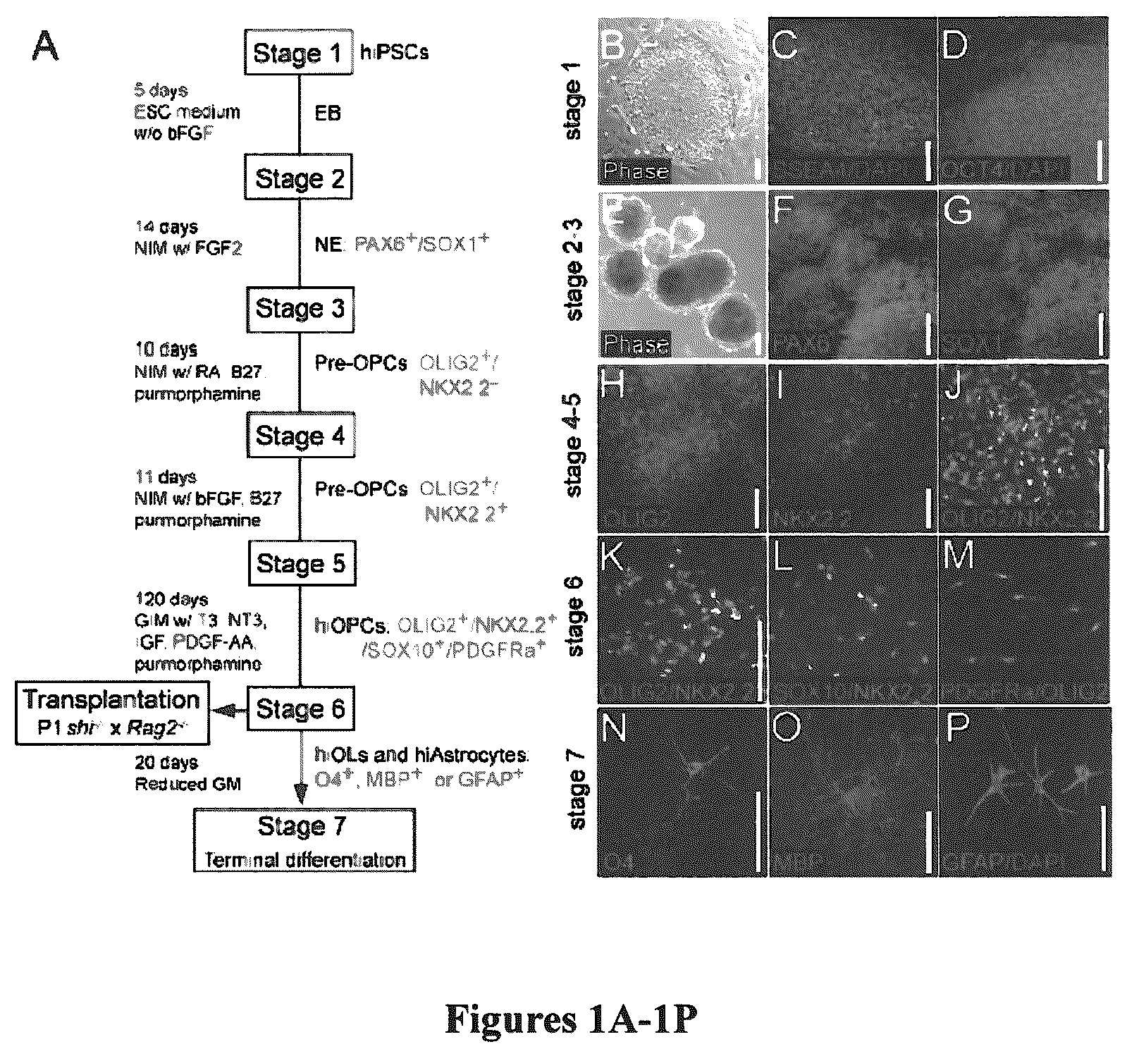 Patent US12305195 Figure 1 – Induced pluripotent cell-derived oligodendrocyte progenitor cells for the treatment of myelin disorders