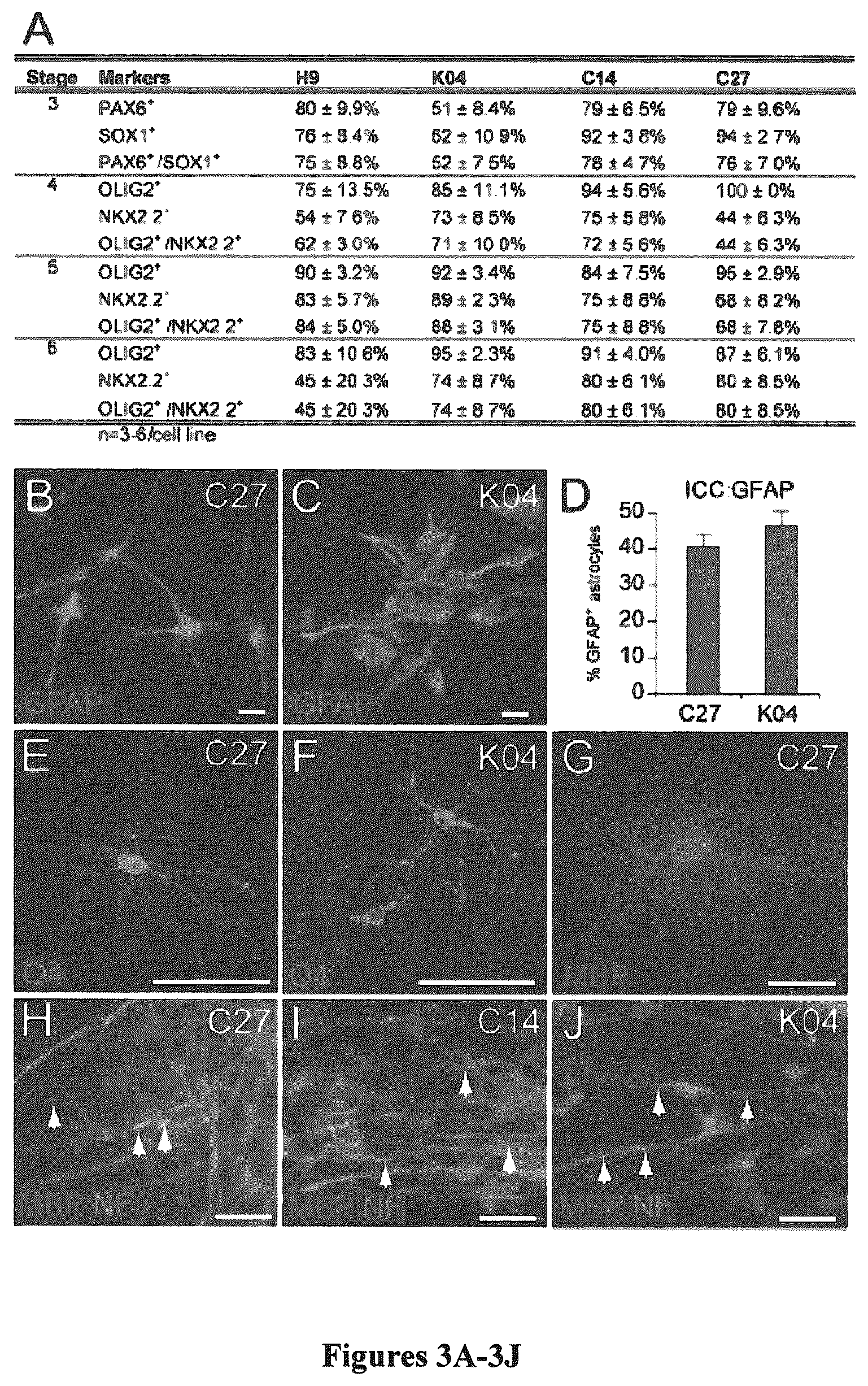 Patent US12305195 Figure 3 – Induced pluripotent cell-derived oligodendrocyte progenitor cells for the treatment of myelin disorders