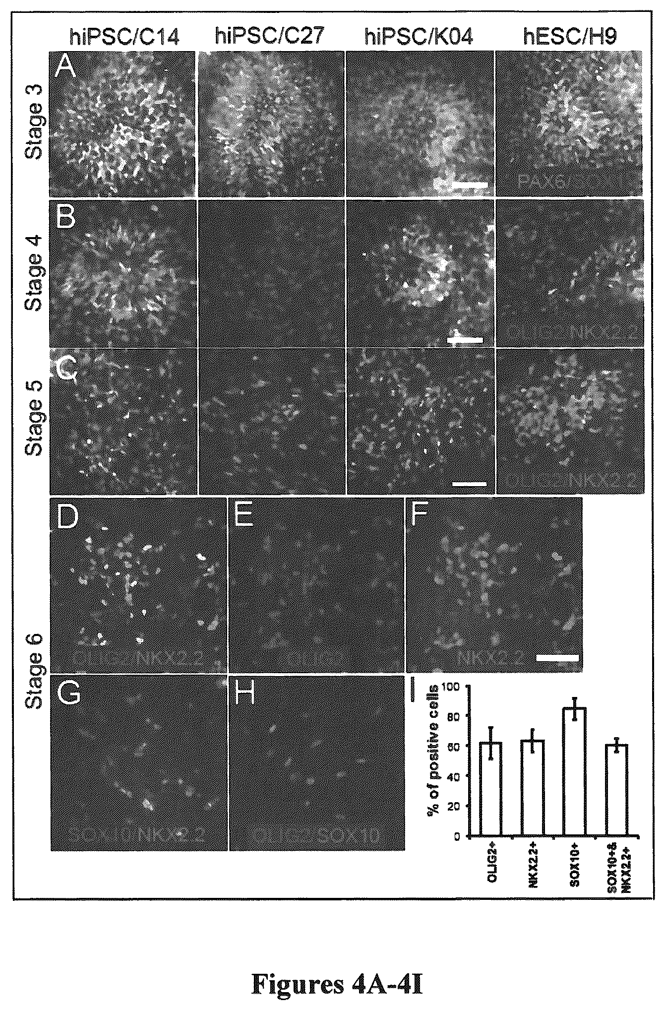 Patent US12305195 Figure 4 – Induced pluripotent cell-derived oligodendrocyte progenitor cells for the treatment of myelin disorders