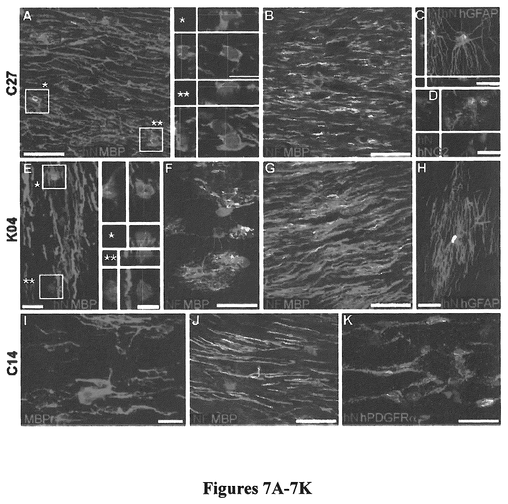 Patent US12305195 Figure 8 – Induced pluripotent cell-derived oligodendrocyte progenitor cells for the treatment of myelin disorders