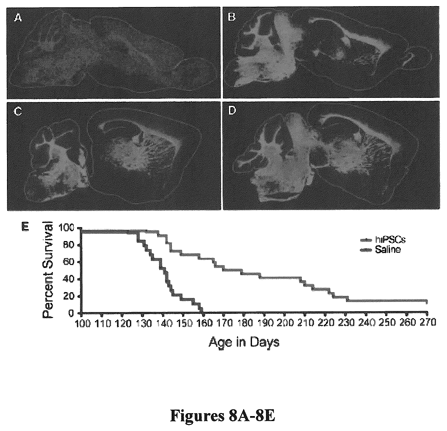 Patent US12305195 Figure 9 – Induced pluripotent cell-derived oligodendrocyte progenitor cells for the treatment of myelin disorders