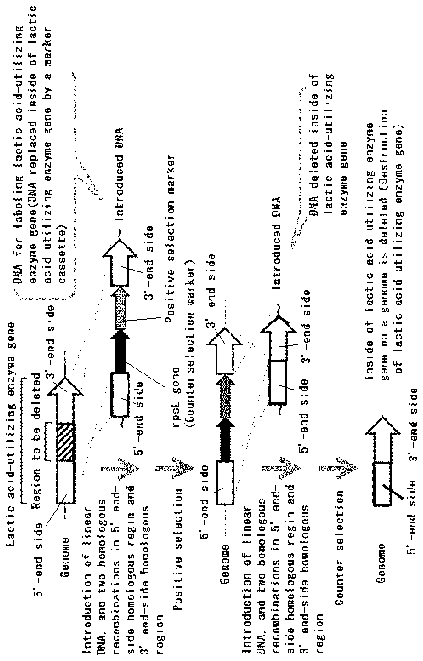 Patent US12305199 Figure 1 – Recombinant of Hydrogenophilus bacterium producing lactic acid