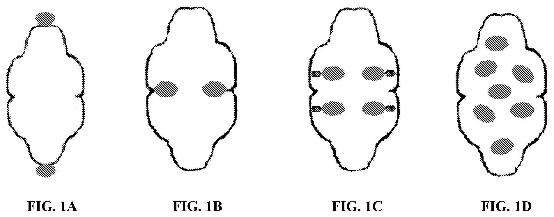 Patent US12305200 Figure 1 – Methods and compositions for vault nanoparticle immobilization of therapeutic molecules and for vault targeting