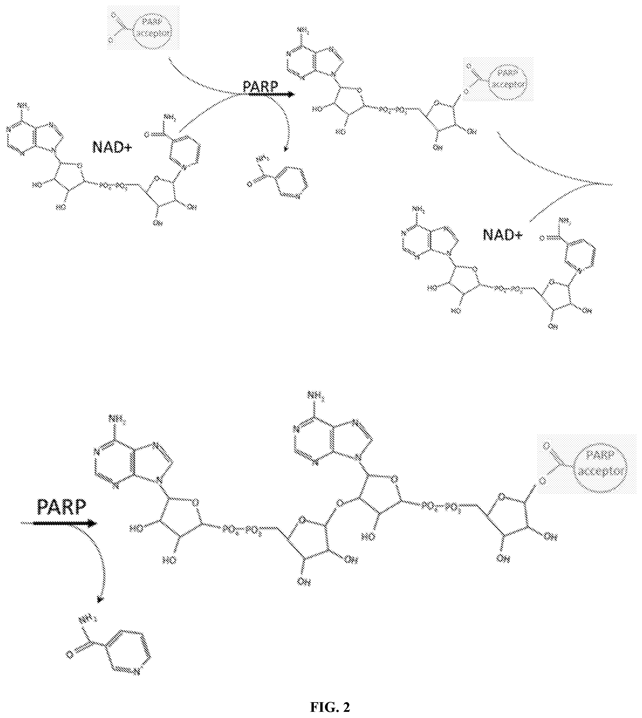 Patent US12305200 Figure 2 – Methods and compositions for vault nanoparticle immobilization of therapeutic molecules and for vault targeting
