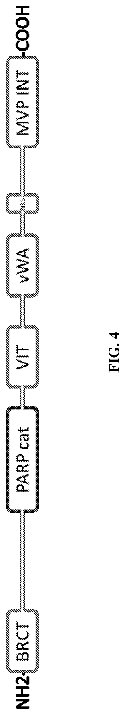 Patent US12305200 Figure 4 – Methods and compositions for vault nanoparticle immobilization of therapeutic molecules and for vault targeting