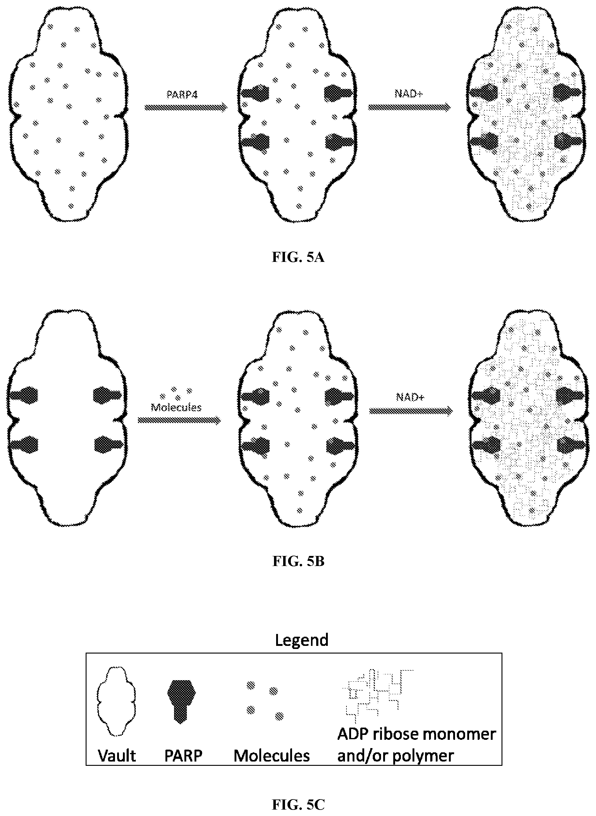Patent US12305200 Figure 5 – Methods and compositions for vault nanoparticle immobilization of therapeutic molecules and for vault targeting
