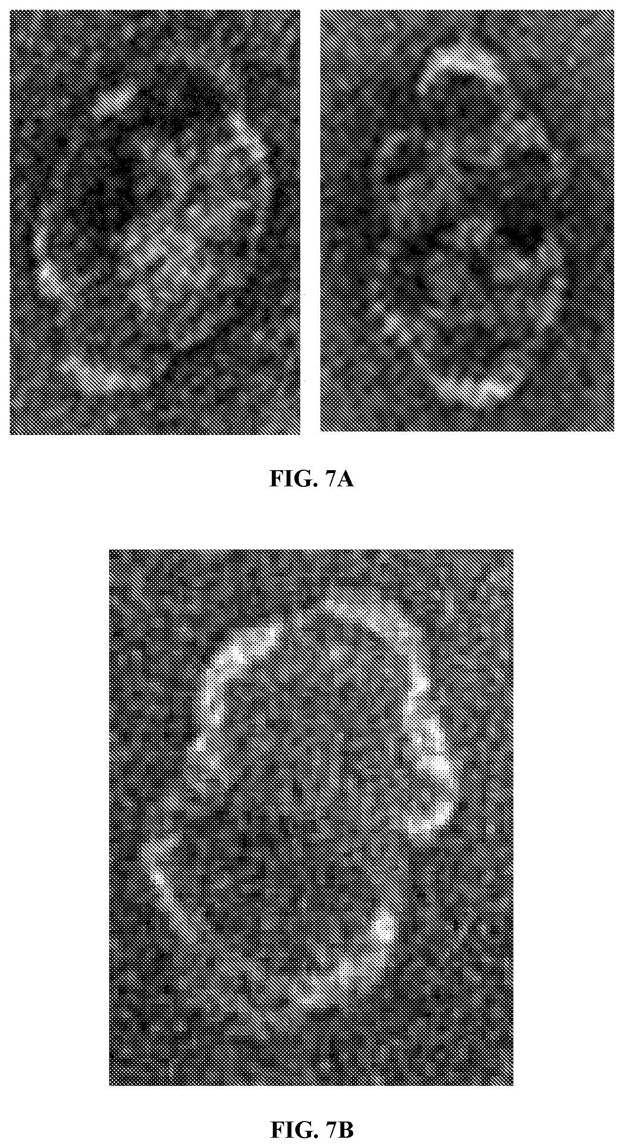 Patent US12305200 Figure 7 – Methods and compositions for vault nanoparticle immobilization of therapeutic molecules and for vault targeting
