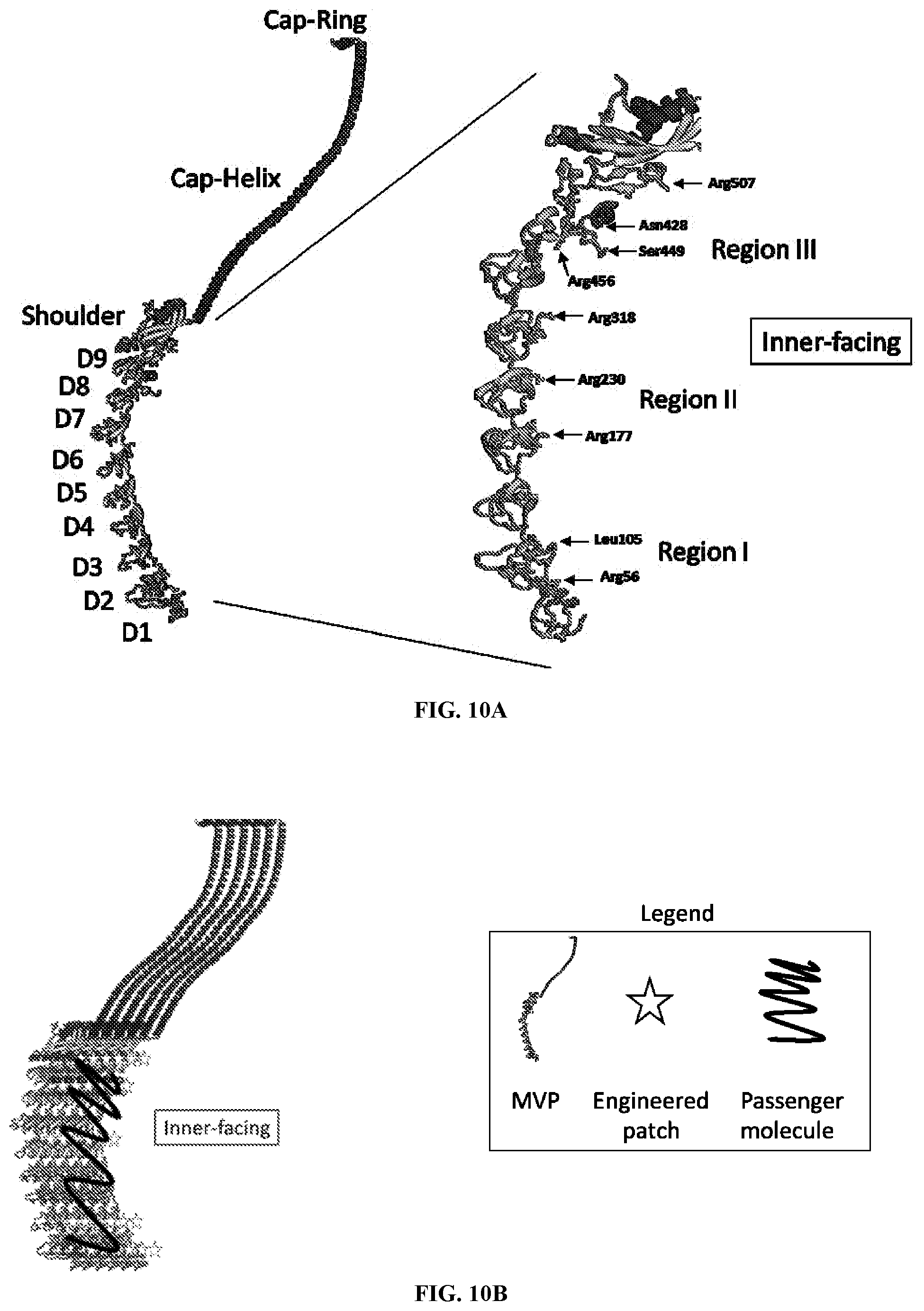 Patent US12305200 Figure 10 – Methods and compositions for vault nanoparticle immobilization of therapeutic molecules and for vault targeting