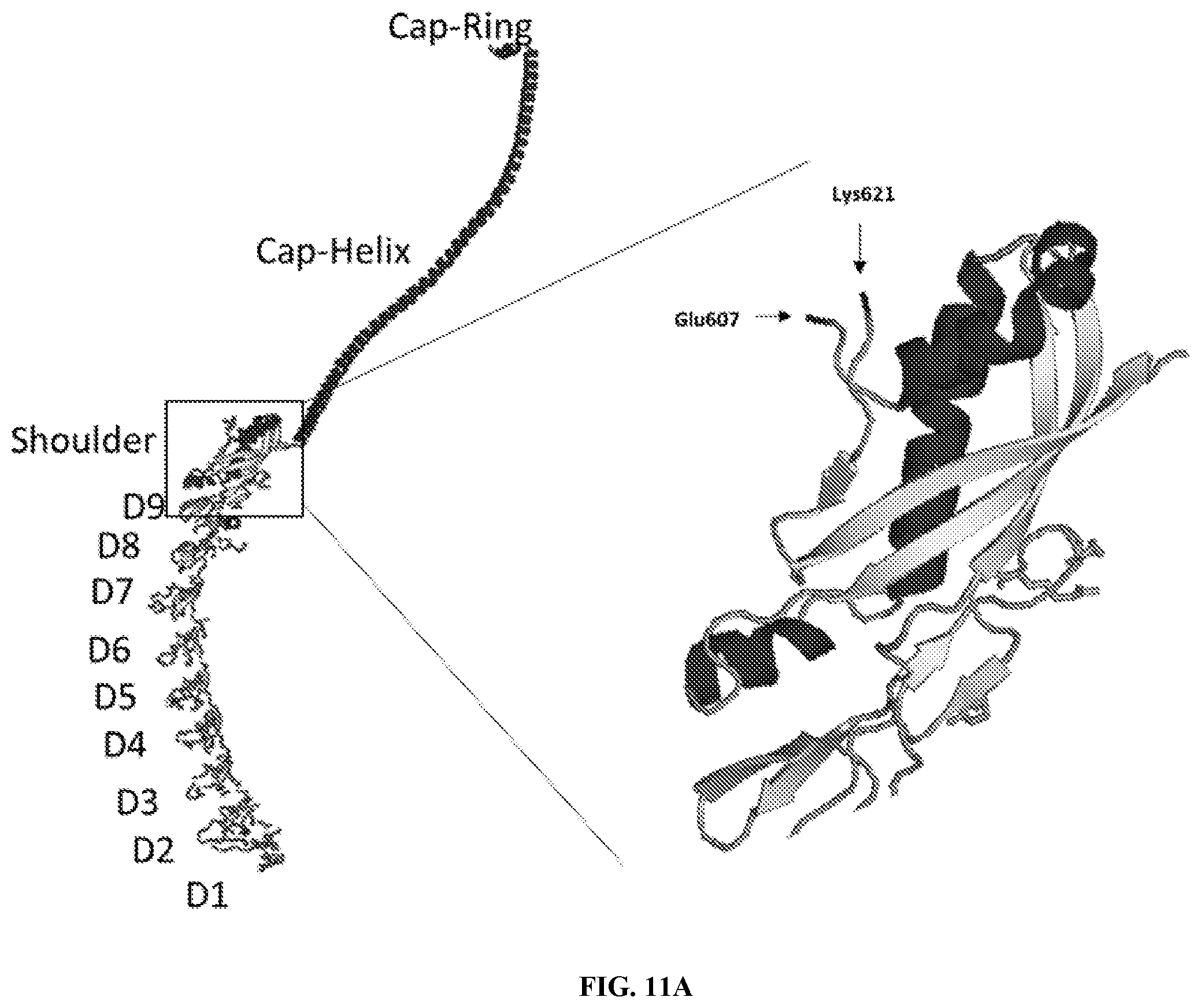 Patent US12305200 Figure 11 – Methods and compositions for vault nanoparticle immobilization of therapeutic molecules and for vault targeting