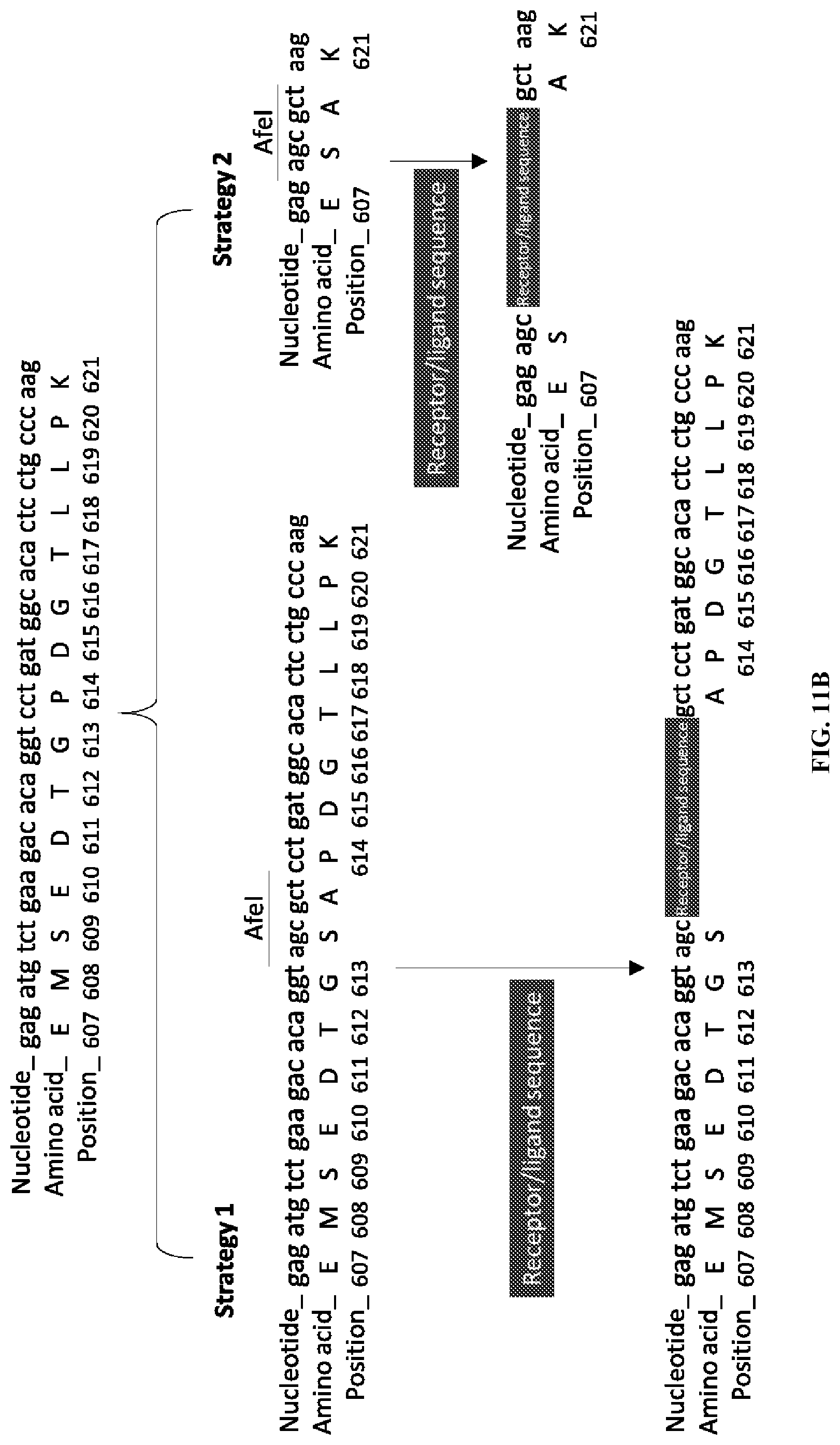 Patent US12305200 Figure 12 – Methods and compositions for vault nanoparticle immobilization of therapeutic molecules and for vault targeting
