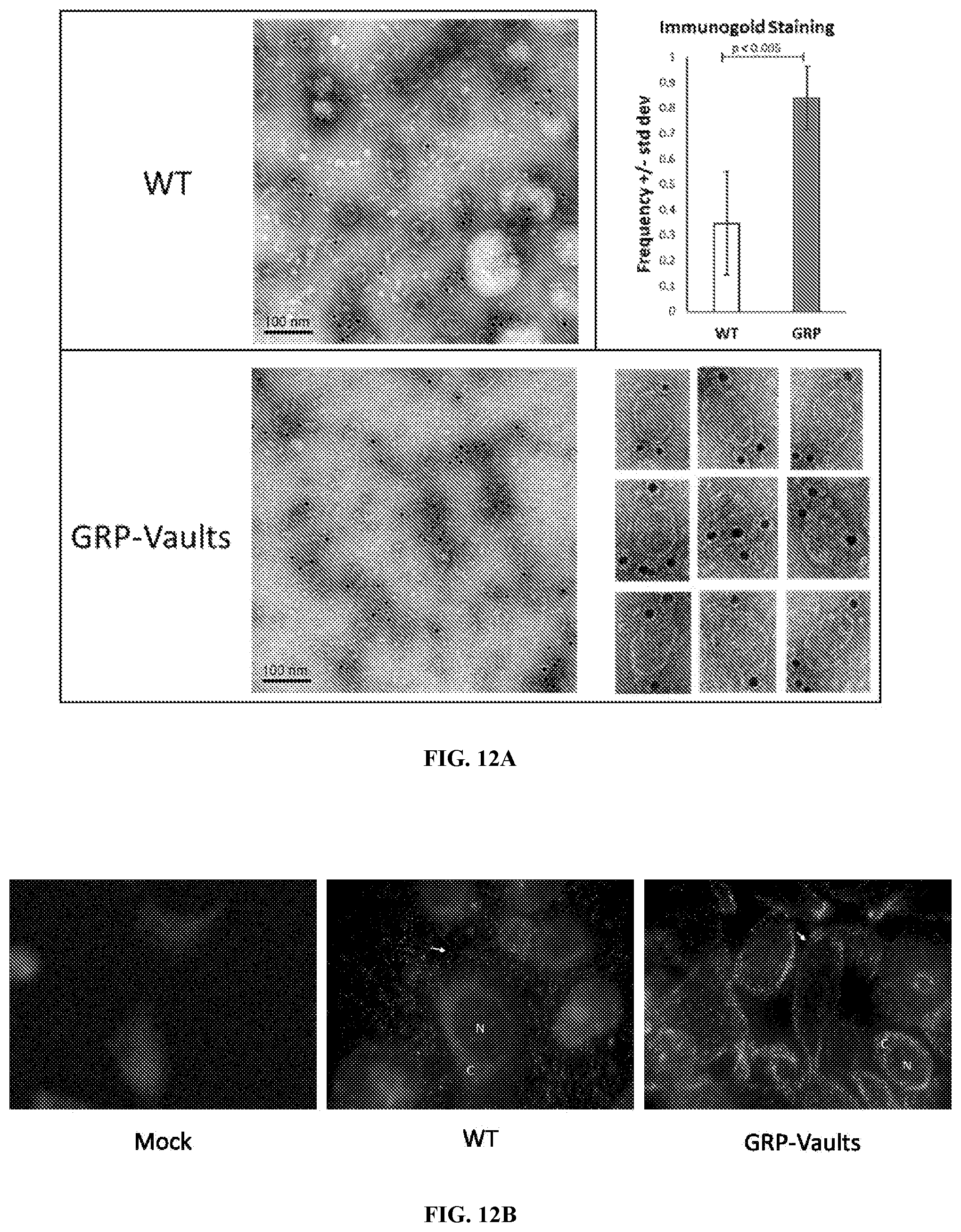 Patent US12305200 Figure 13 – Methods and compositions for vault nanoparticle immobilization of therapeutic molecules and for vault targeting