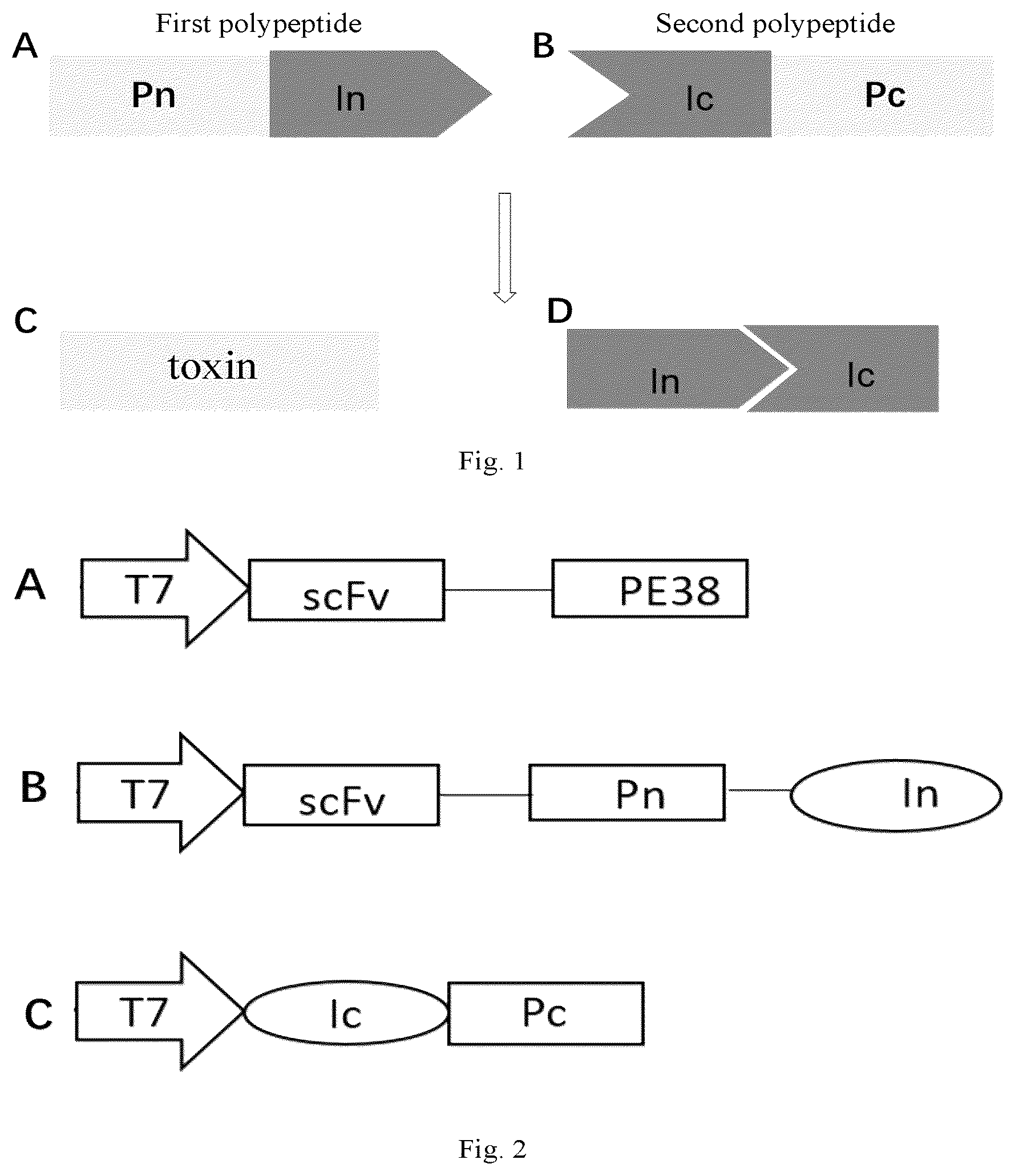 Patent US12305202 Figure 1 – Polypeptide composition