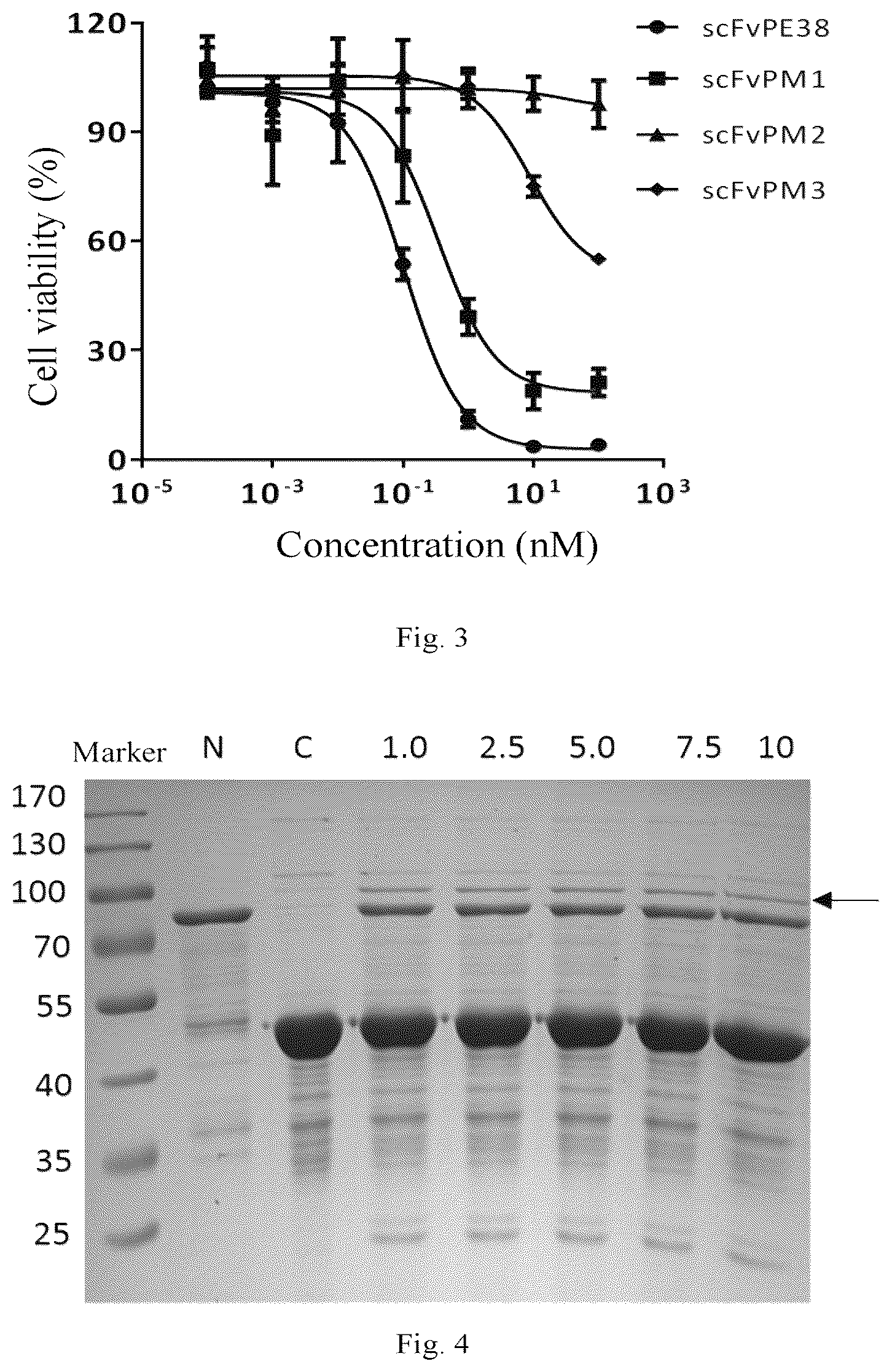 Patent US12305202 Figure 2 – Polypeptide composition