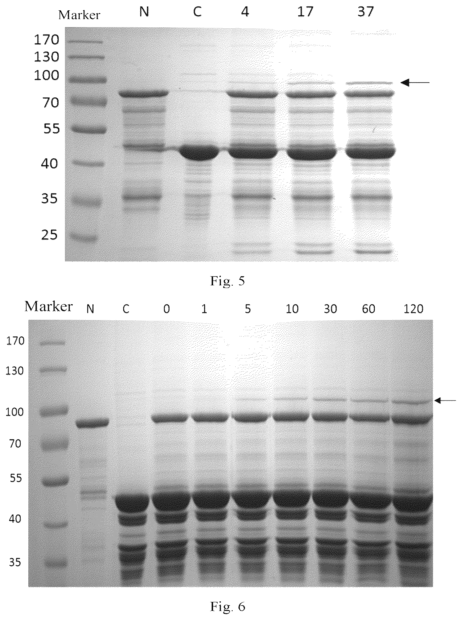 Patent US12305202 Figure 3 – Polypeptide composition
