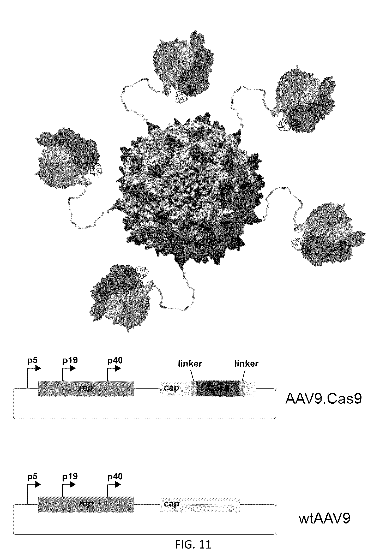 Patent US12305204 Figure 12 – CRISPR enzymes and systems