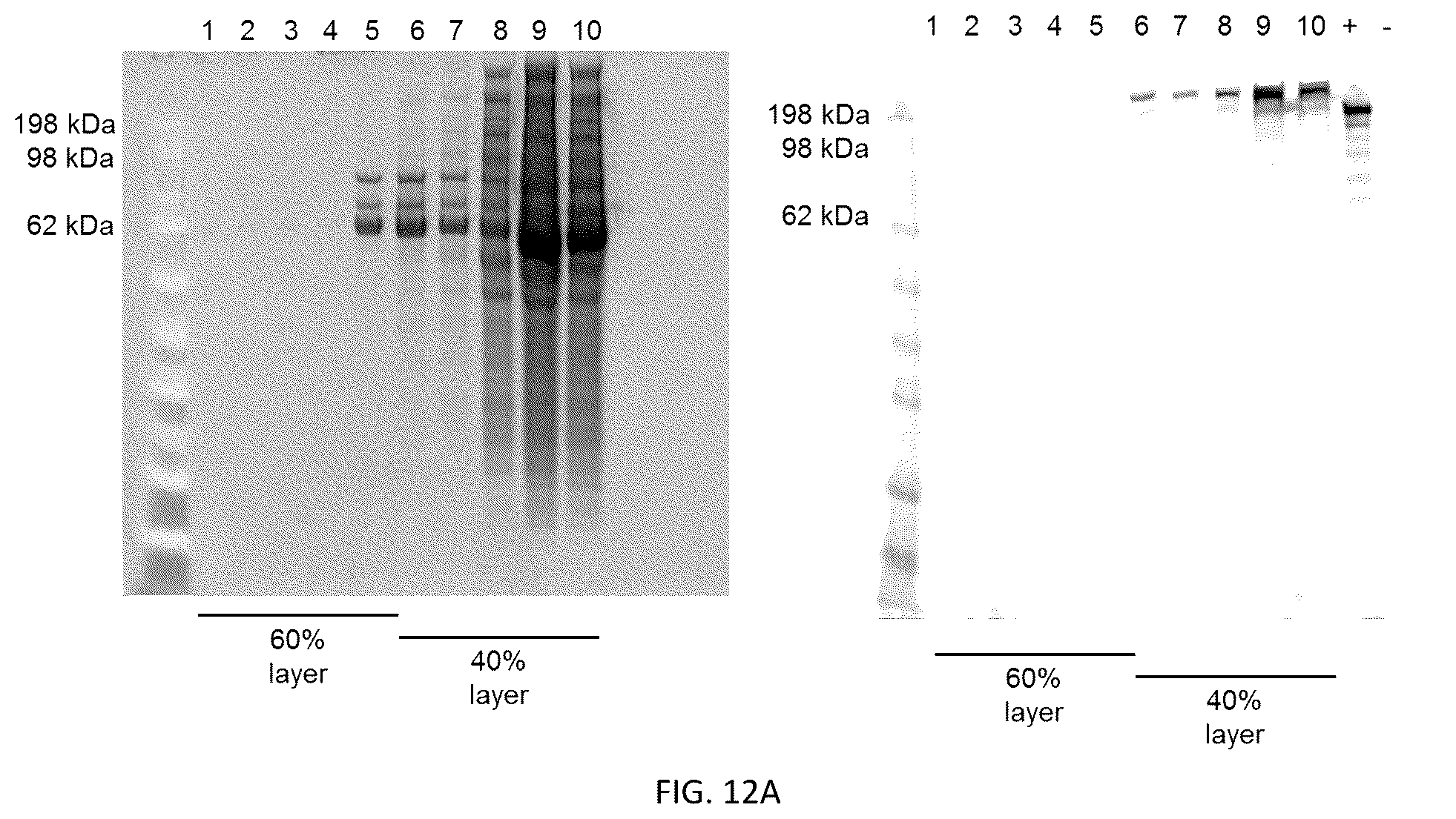 Patent US12305204 Figure 13 – CRISPR enzymes and systems