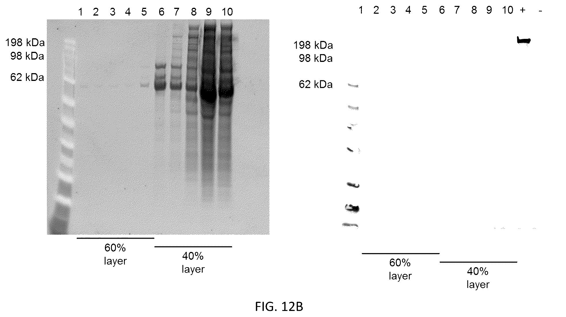 Patent US12305204 Figure 14 – CRISPR enzymes and systems
