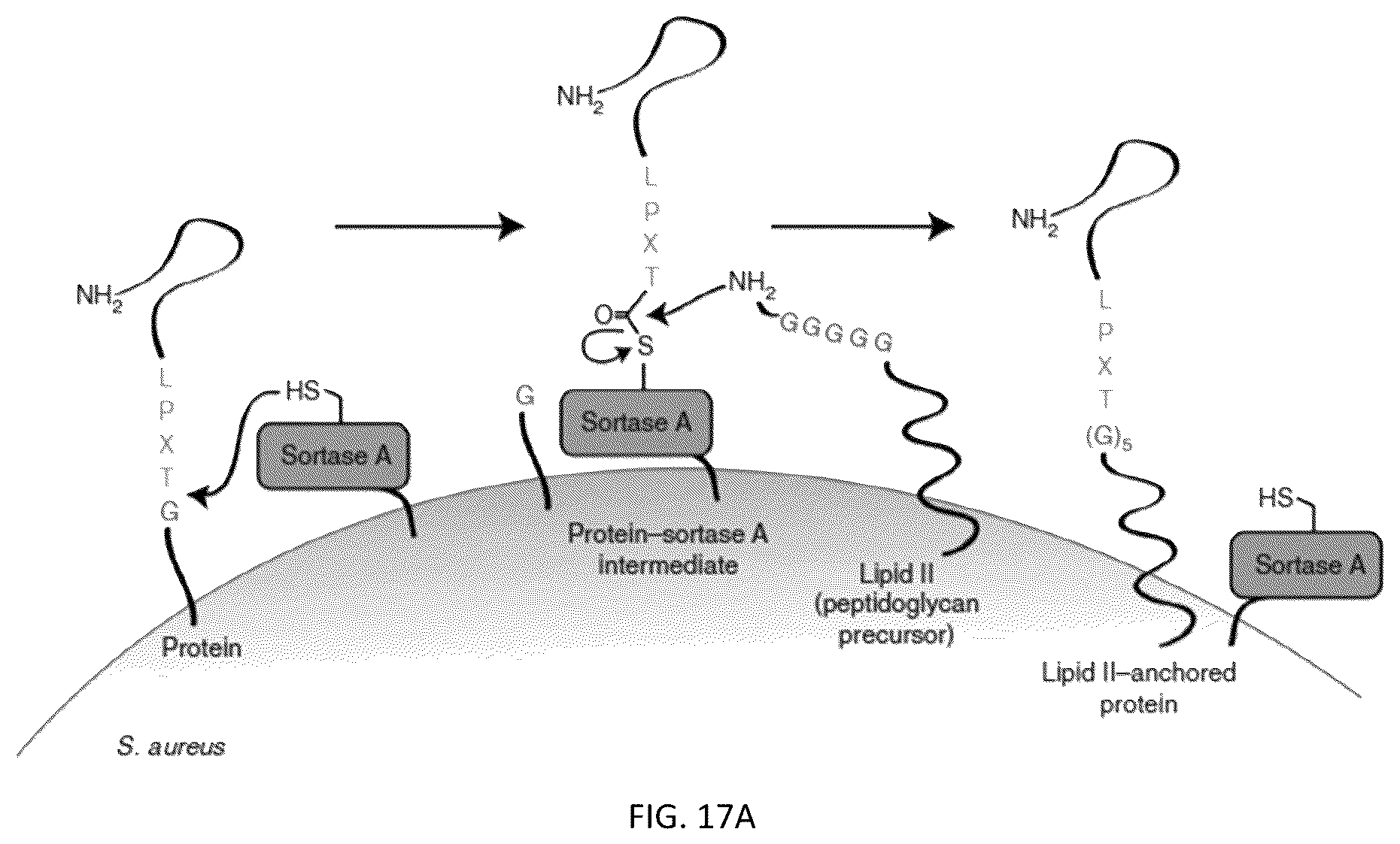 Patent US12305204 Figure 19 – CRISPR enzymes and systems
