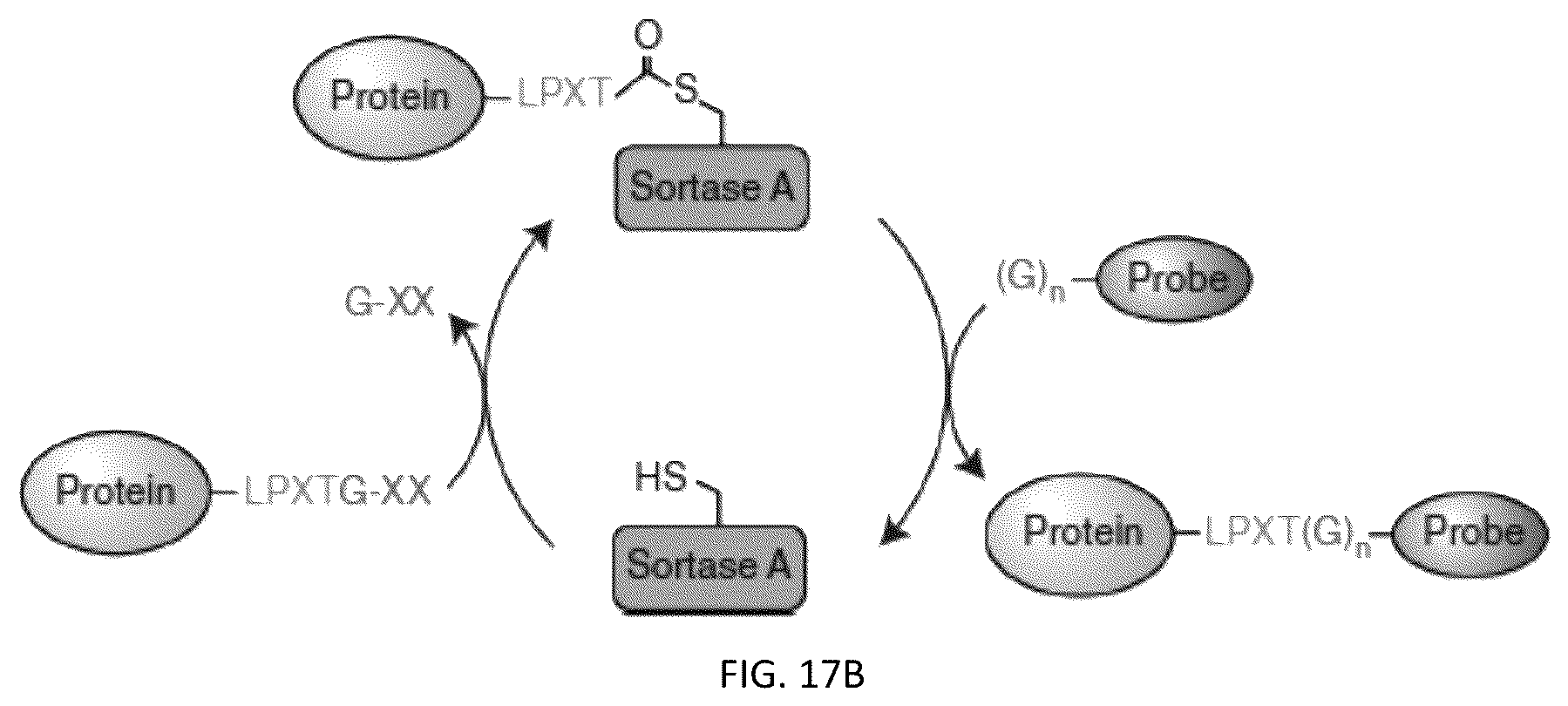 Patent US12305204 Figure 20 – CRISPR enzymes and systems
