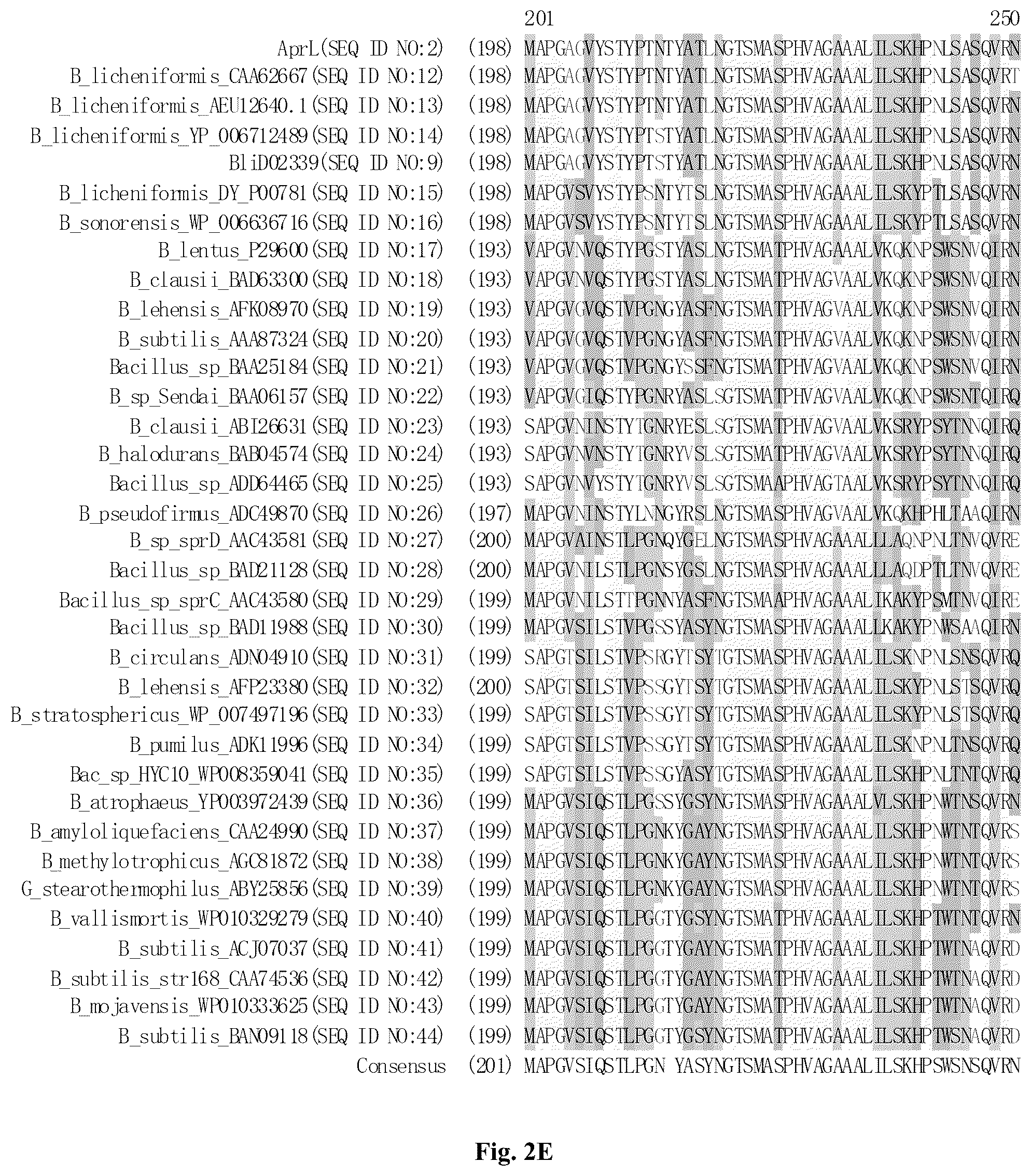 Patent US12305205 Figure 6 – AprL-clade protease variants and uses thereof