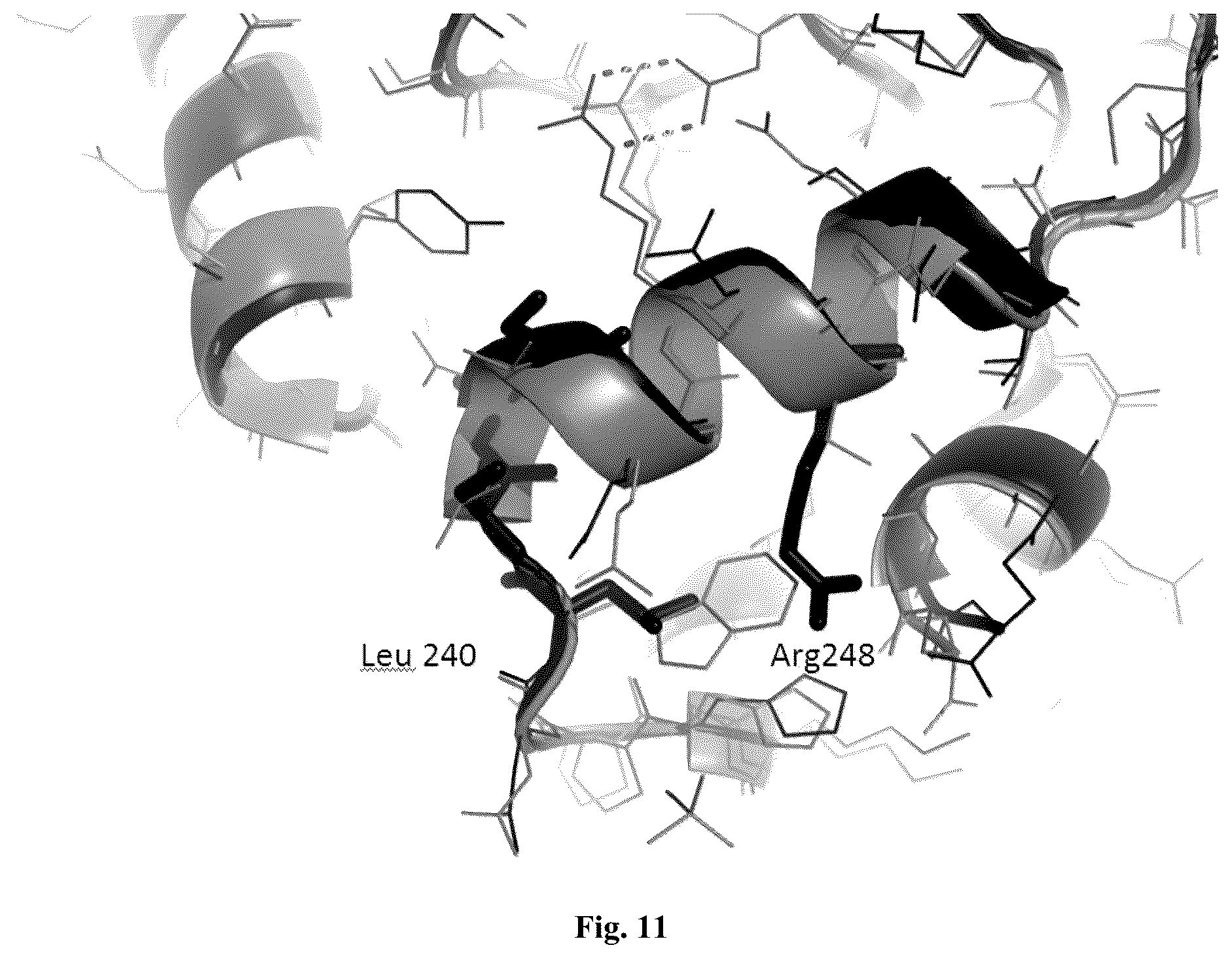 Patent US12305205 Figure 14 – AprL-clade protease variants and uses thereof
