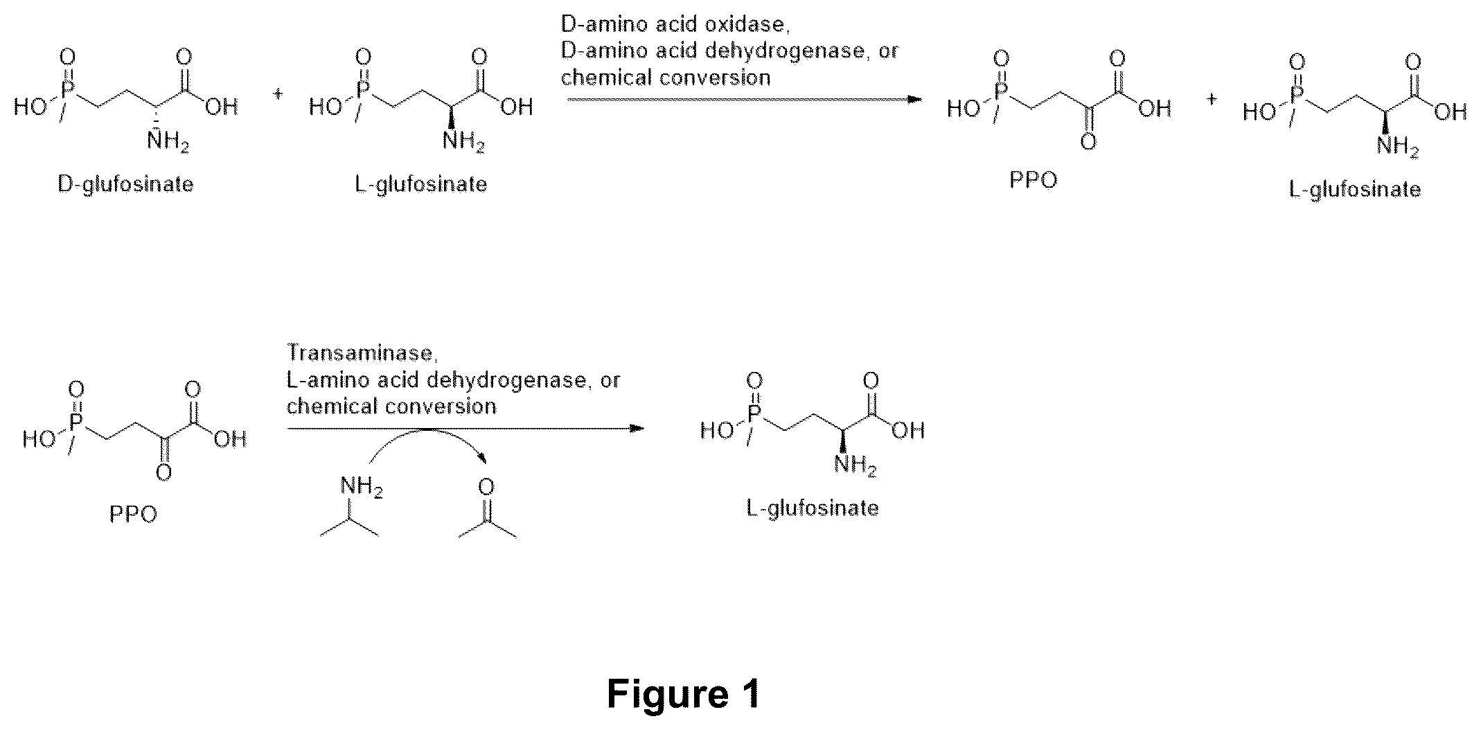 Patent US12305207 — Methods for making L-glufosinate — Figure 1