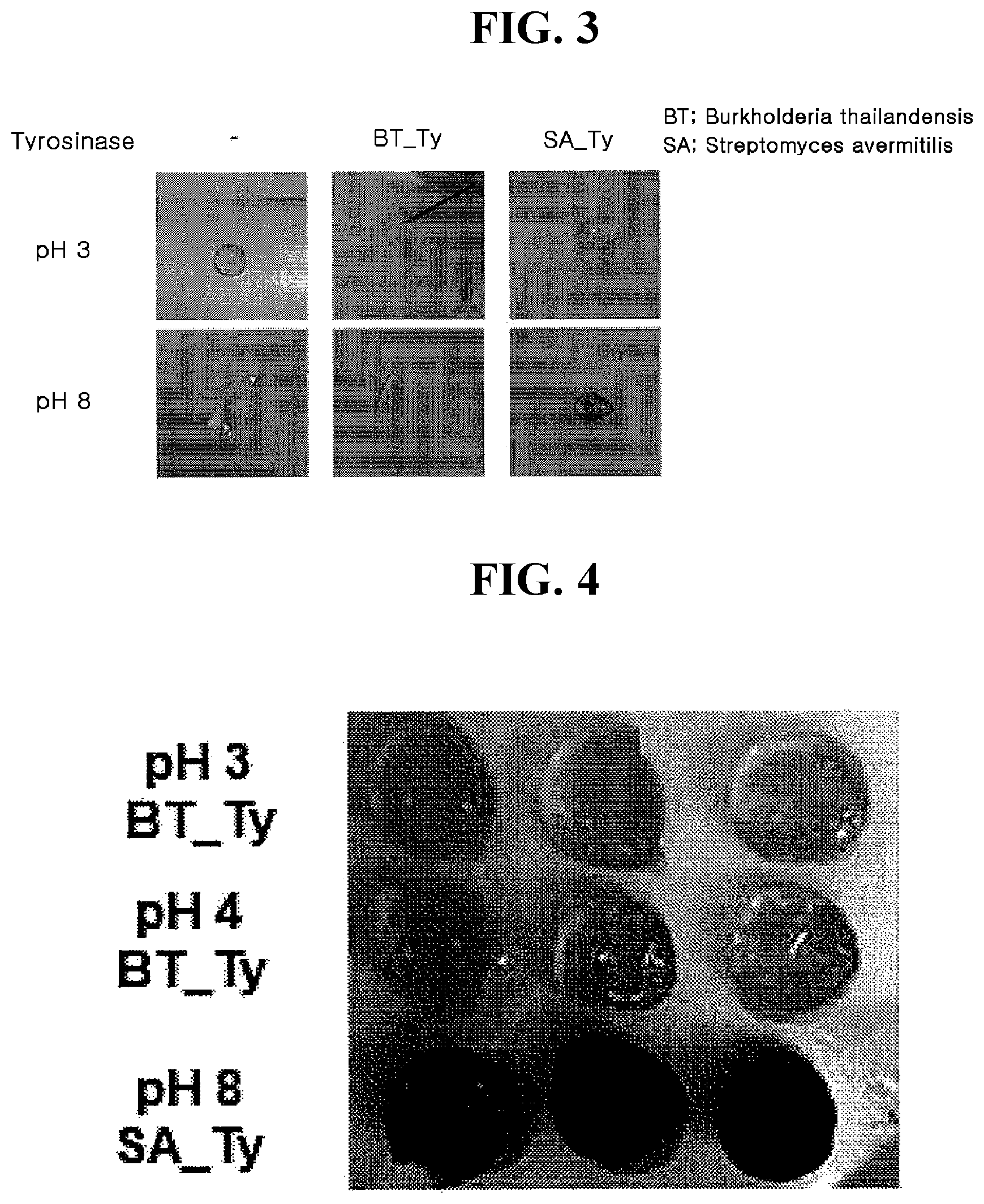 Patent US12305209 Figure 2 – Cross-linking material having adhesive strength, prepared using Burkholderia -derived tyrosinase, preparation method therefor, and application thereof