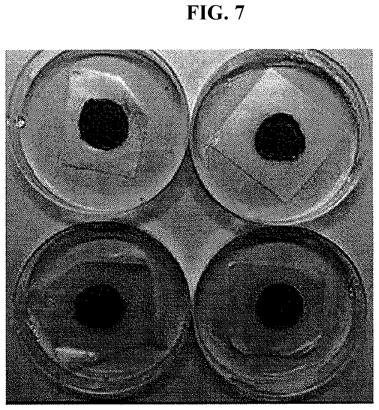 Patent US12305209 Figure 4 – Cross-linking material having adhesive strength, prepared using Burkholderia -derived tyrosinase, preparation method therefor, and application thereof