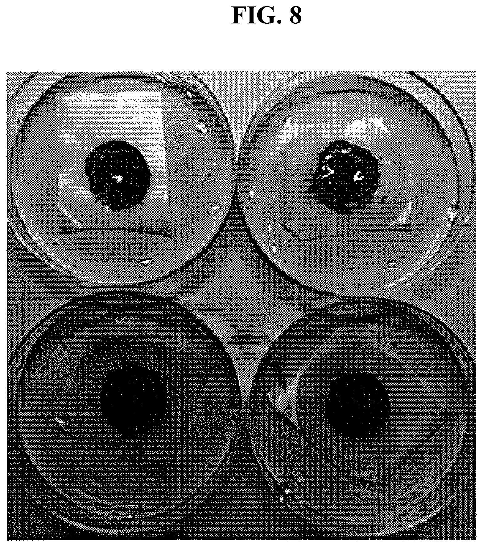 Patent US12305209 Figure 5 – Cross-linking material having adhesive strength, prepared using Burkholderia -derived tyrosinase, preparation method therefor, and application thereof