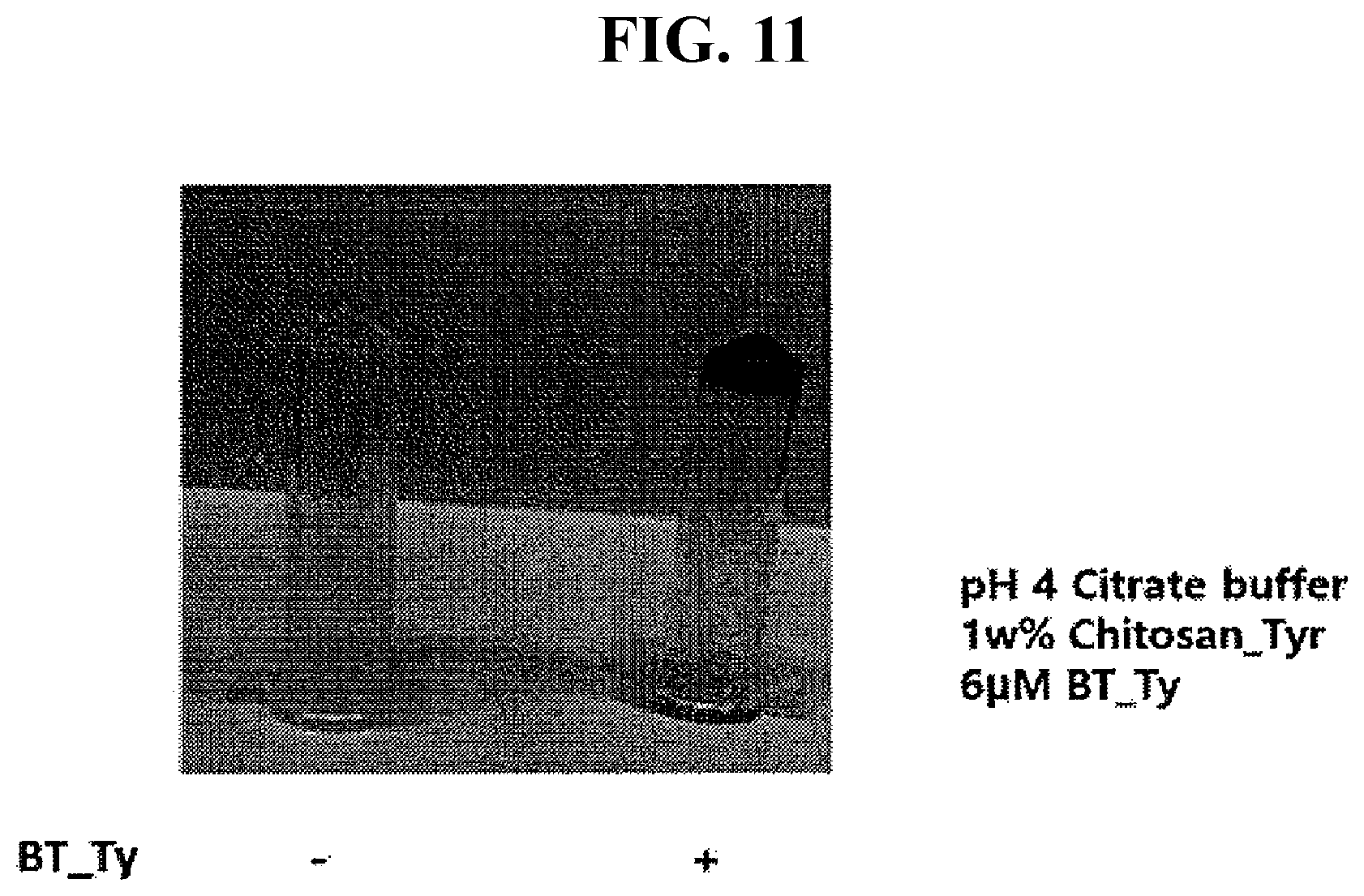Patent US12305209 Figure 8 – Cross-linking material having adhesive strength, prepared using Burkholderia -derived tyrosinase, preparation method therefor, and application thereof