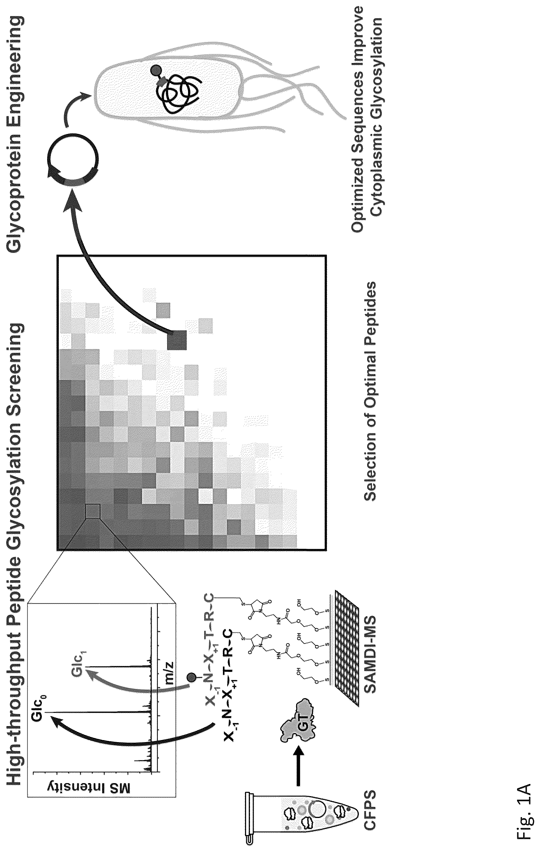 Patent US12305211 Figure 1 – Protein glycosylation sites by rapid expression and characterization of N-glycosyltransferases