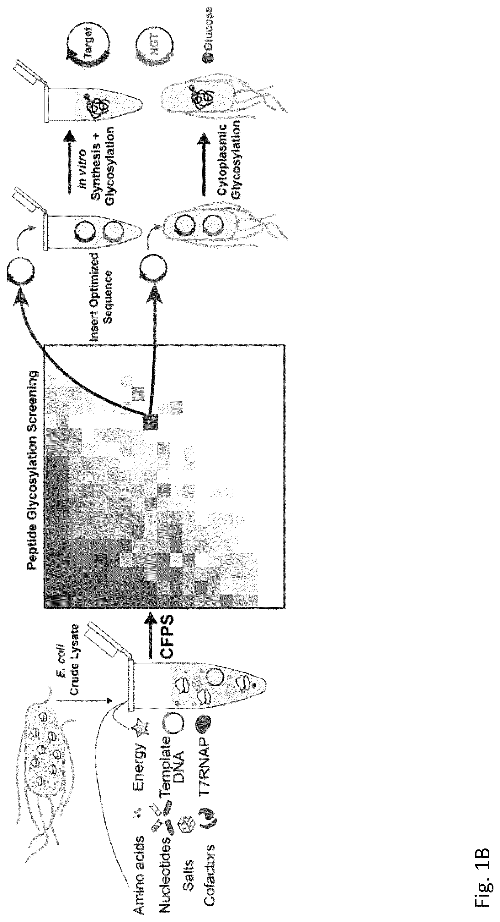 Patent US12305211 Figure 2 – Protein glycosylation sites by rapid expression and characterization of N-glycosyltransferases