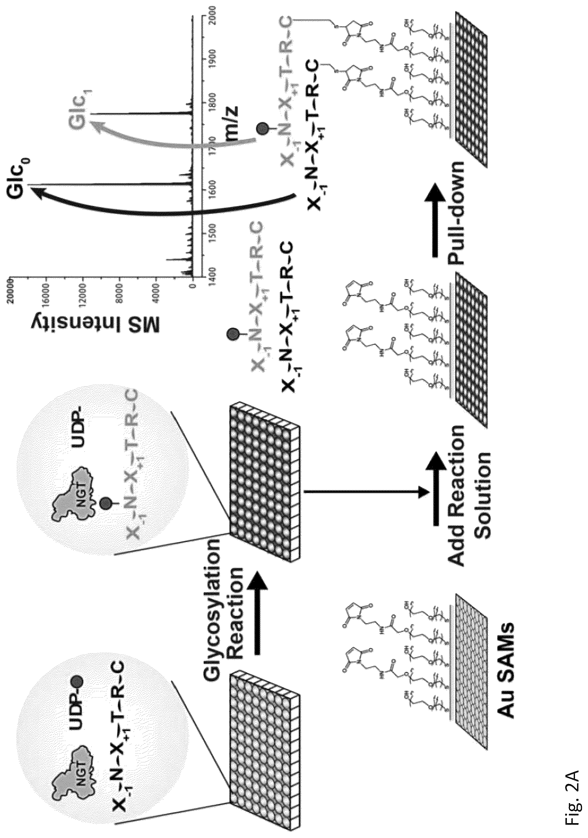 Patent US12305211 Figure 3 – Protein glycosylation sites by rapid expression and characterization of N-glycosyltransferases