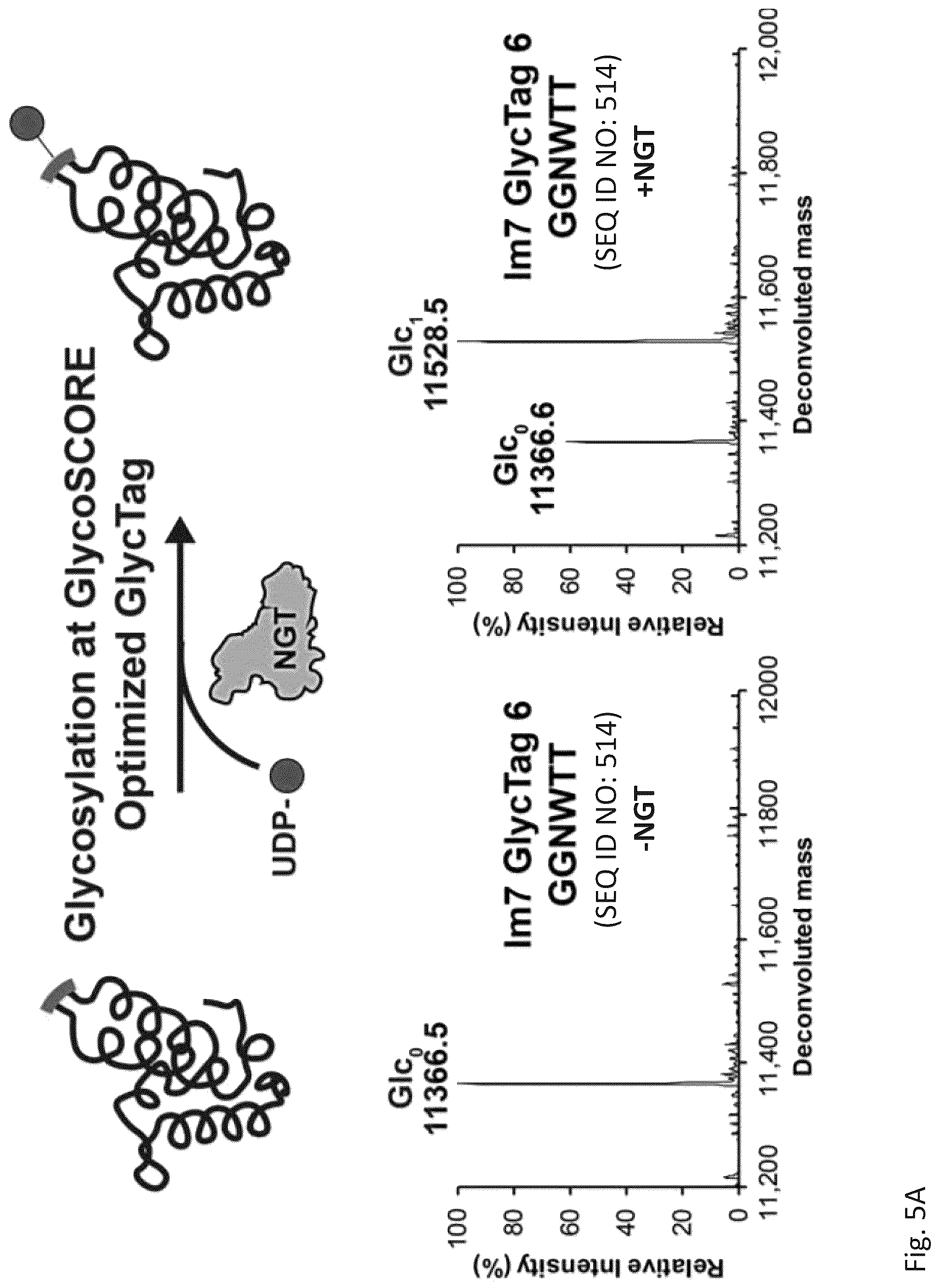 Patent US12305211 Figure 11 – Protein glycosylation sites by rapid expression and characterization of N-glycosyltransferases