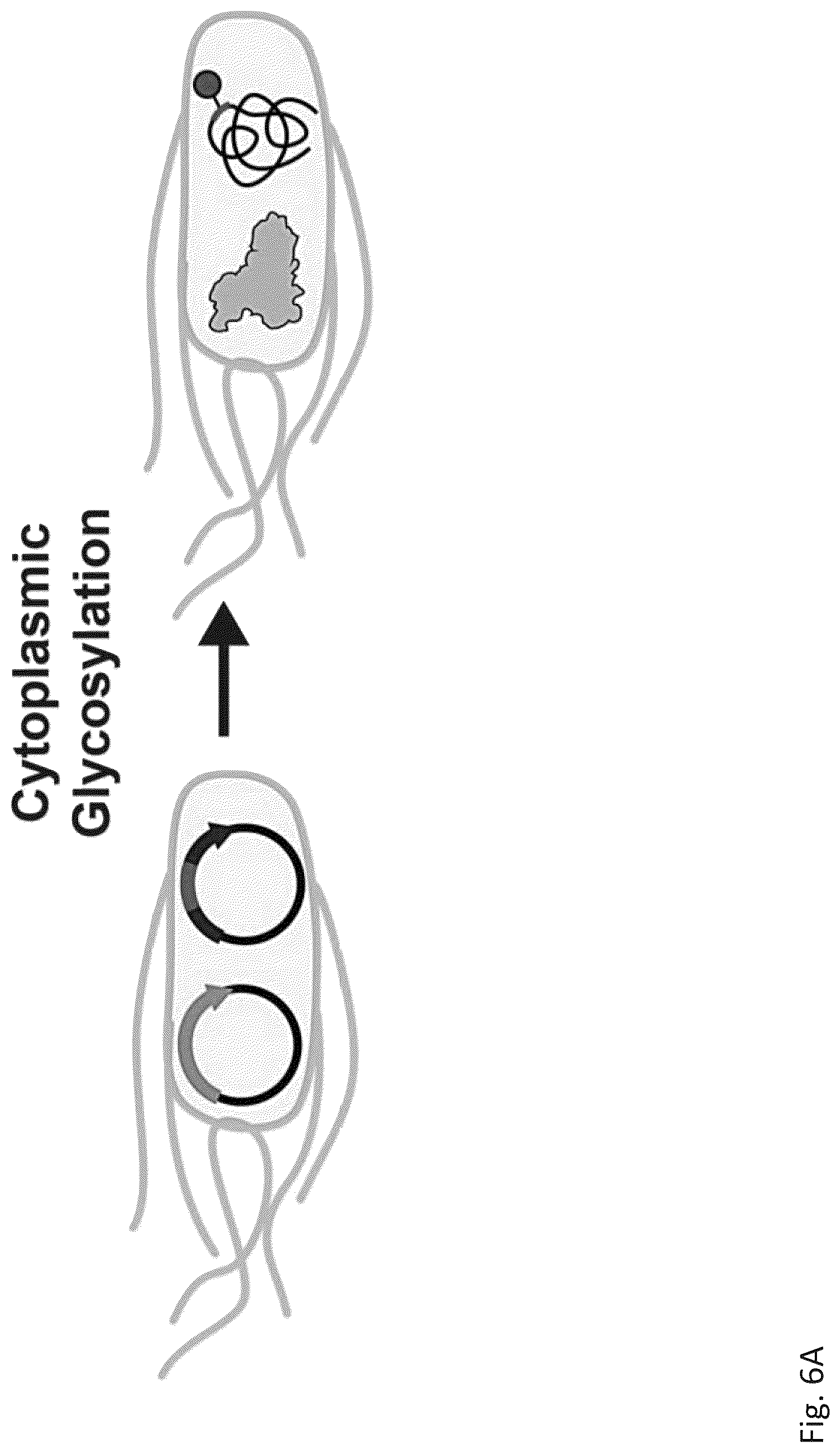 Patent US12305211 Figure 13 – Protein glycosylation sites by rapid expression and characterization of N-glycosyltransferases
