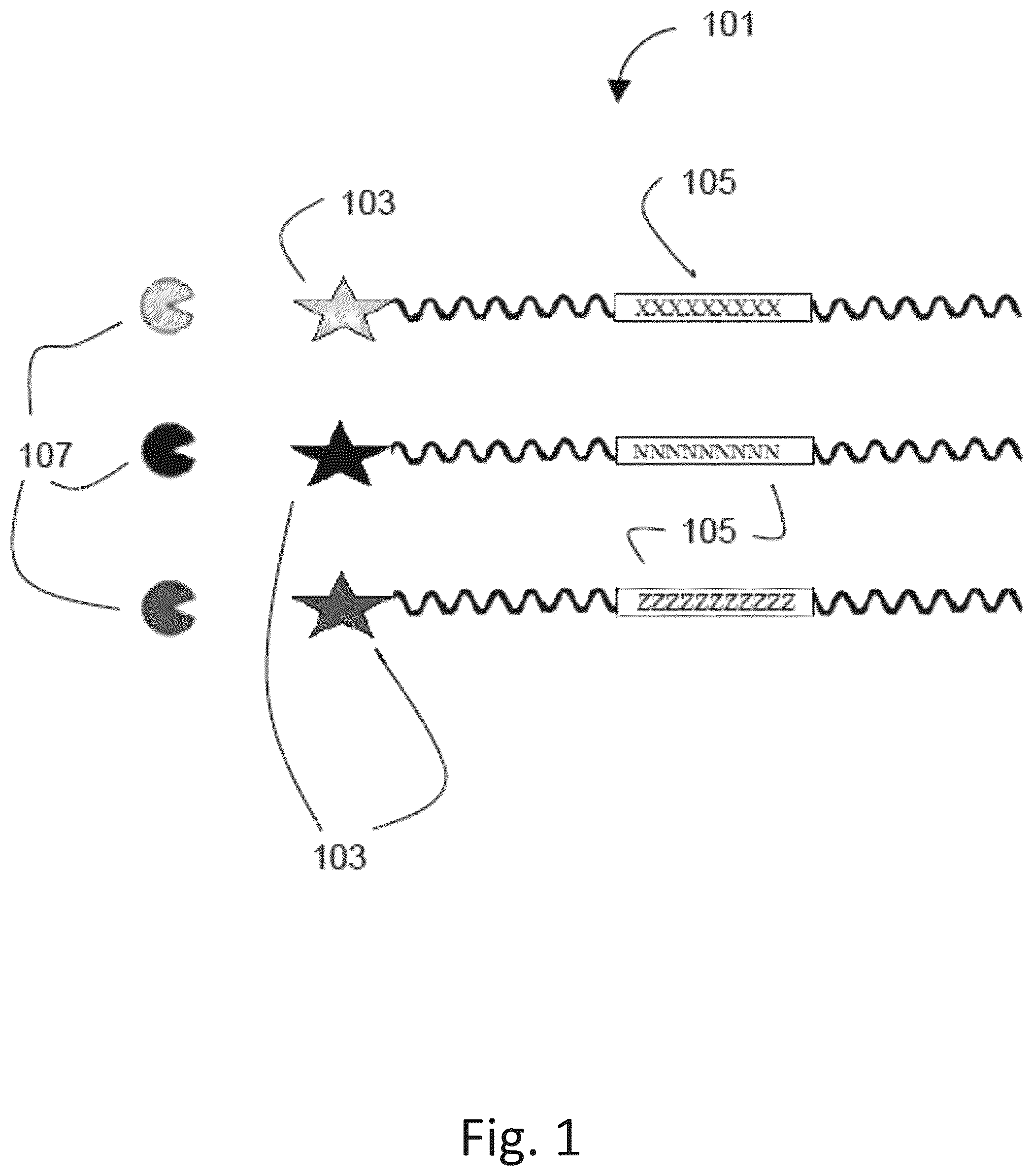 Patent US12305217 Figure 1 – Ex vivo protease activity detection for disease detection/diagnostic, staging, monitoring and treatment