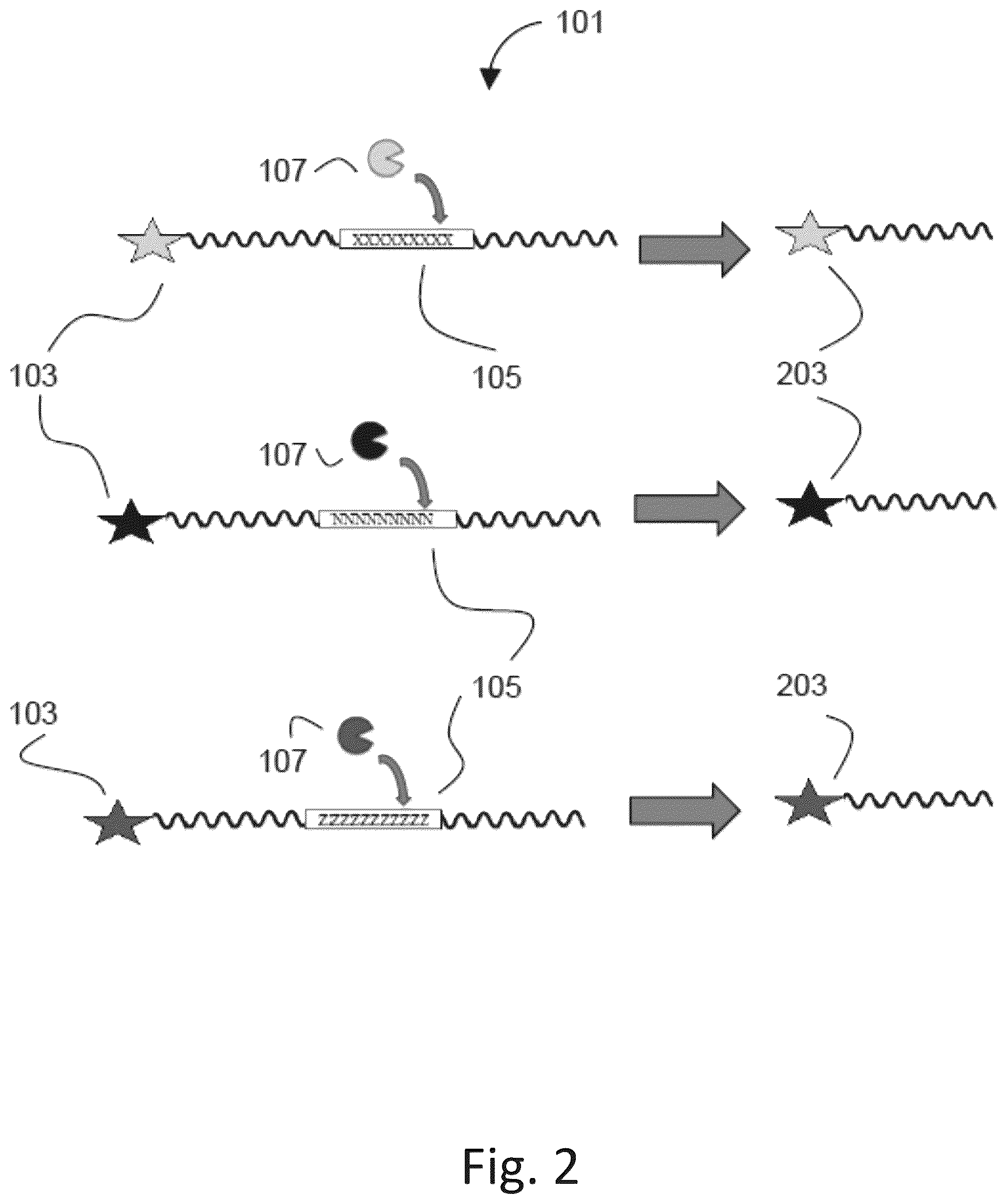 Patent US12305217 Figure 2 – Ex vivo protease activity detection for disease detection/diagnostic, staging, monitoring and treatment