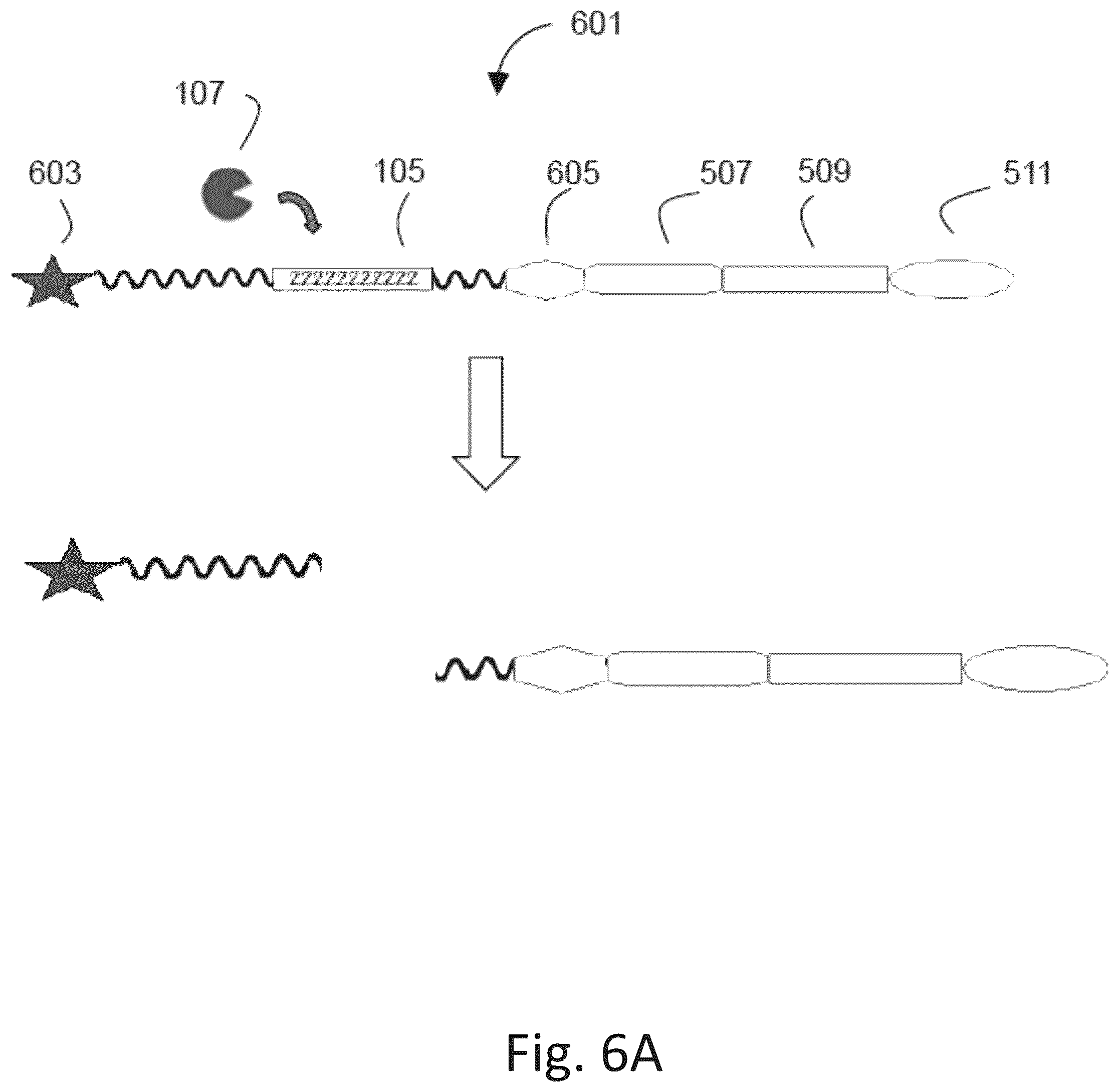Patent US12305217 Figure 6 – Ex vivo protease activity detection for disease detection/diagnostic, staging, monitoring and treatment