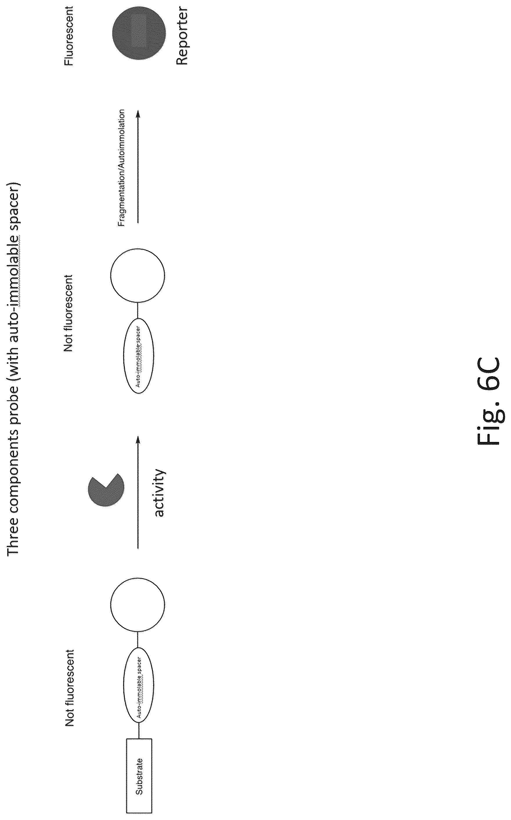Patent US12305217 Figure 8 – Ex vivo protease activity detection for disease detection/diagnostic, staging, monitoring and treatment