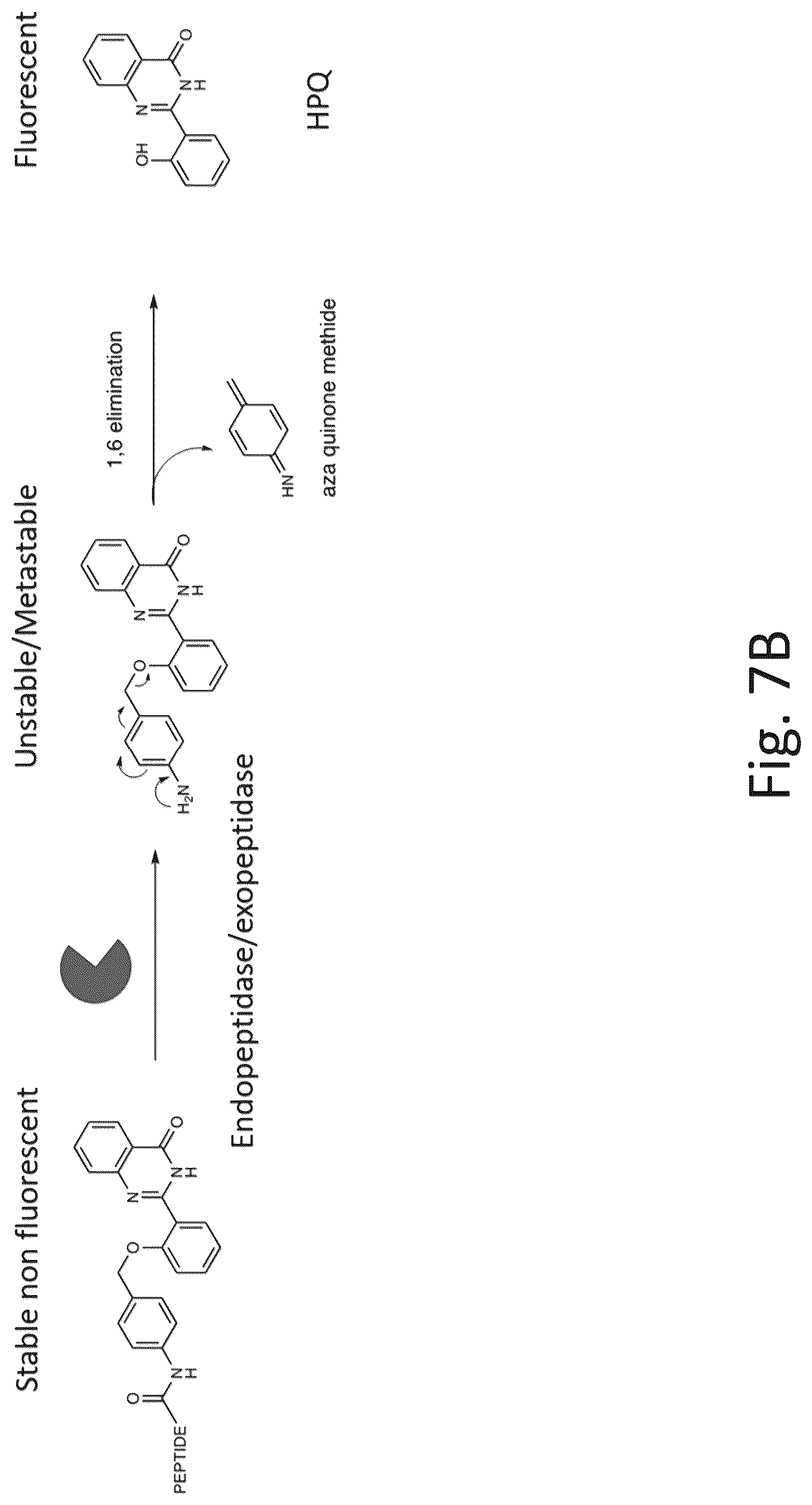 Patent US12305217 Figure 10 – Ex vivo protease activity detection for disease detection/diagnostic, staging, monitoring and treatment