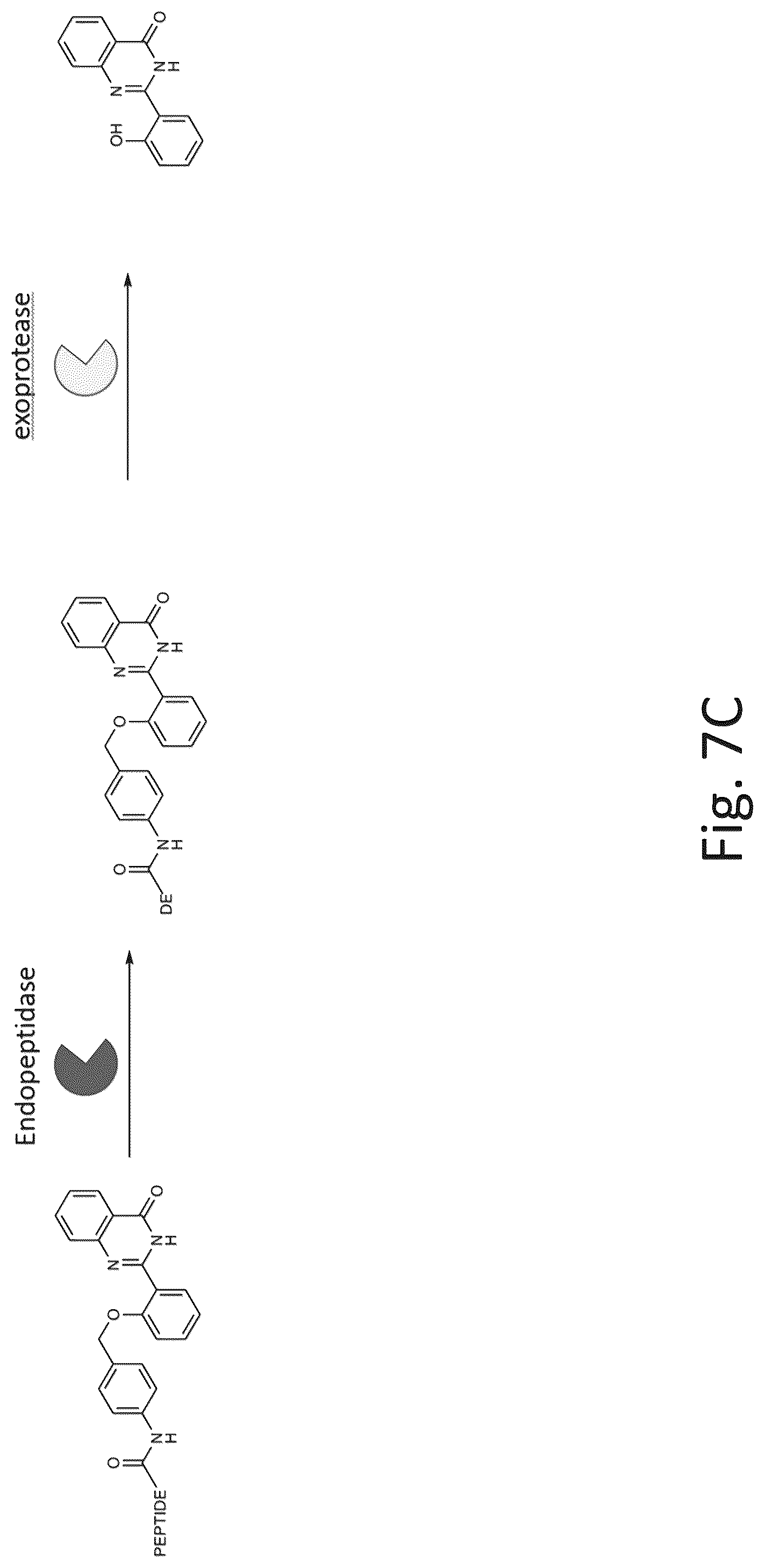 Patent US12305217 Figure 11 – Ex vivo protease activity detection for disease detection/diagnostic, staging, monitoring and treatment