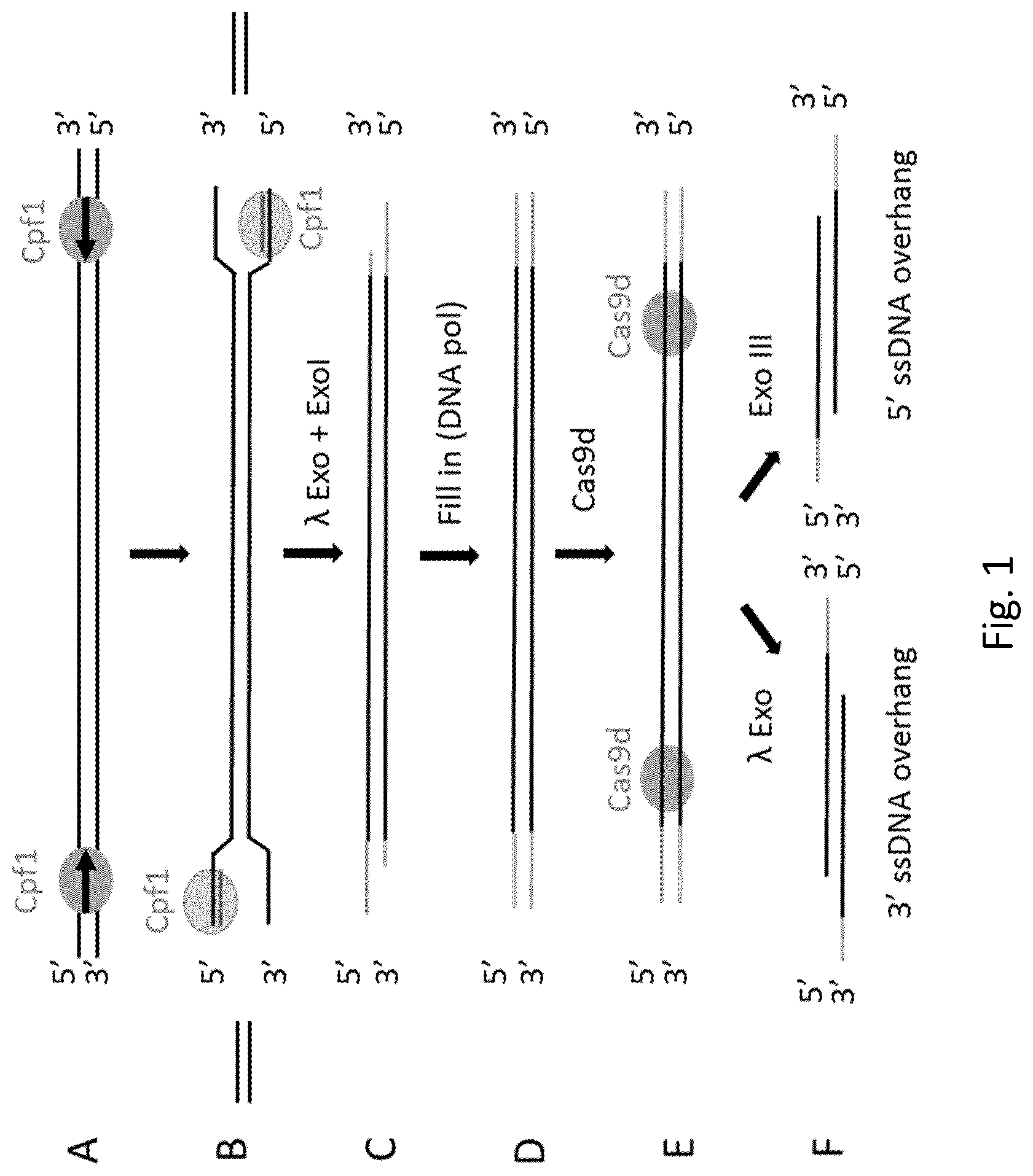 Patent US12305218 Figure 1 – Optimization of in vitro isolation of nucleic acids using site-specific nucleases