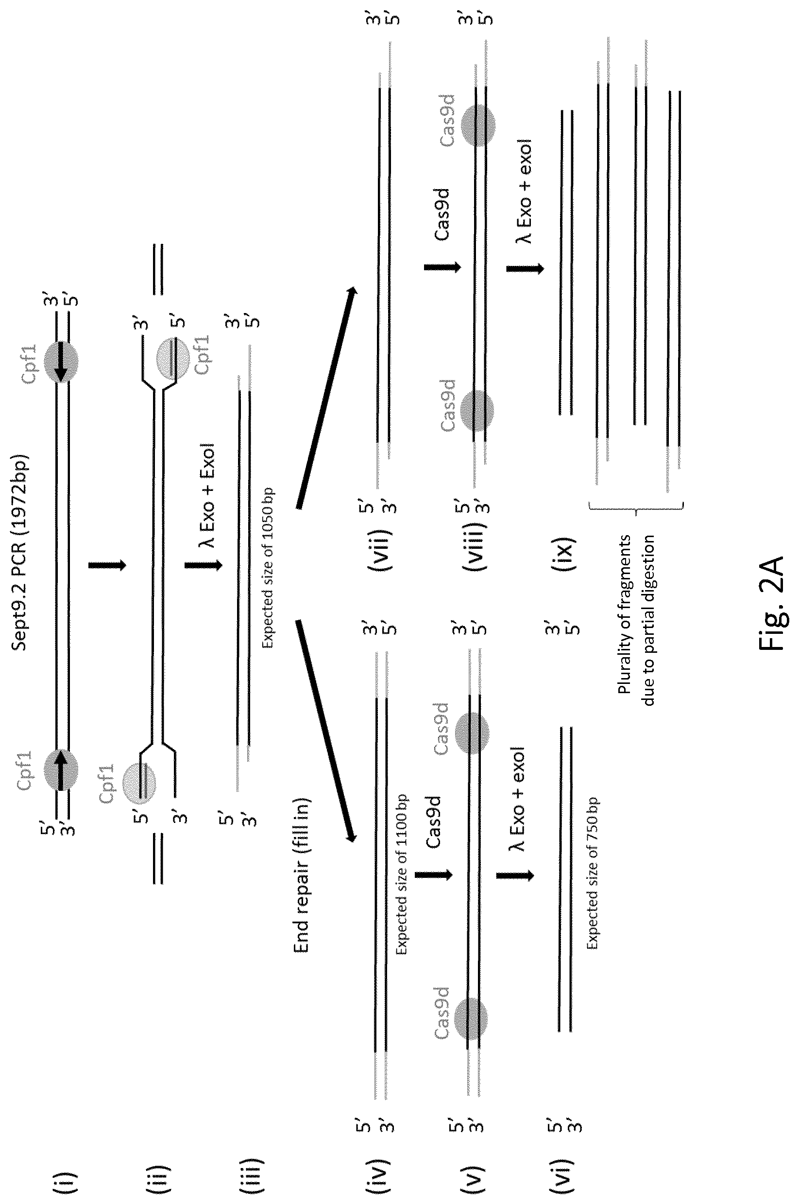 Patent US12305218 Figure 2 – Optimization of in vitro isolation of nucleic acids using site-specific nucleases