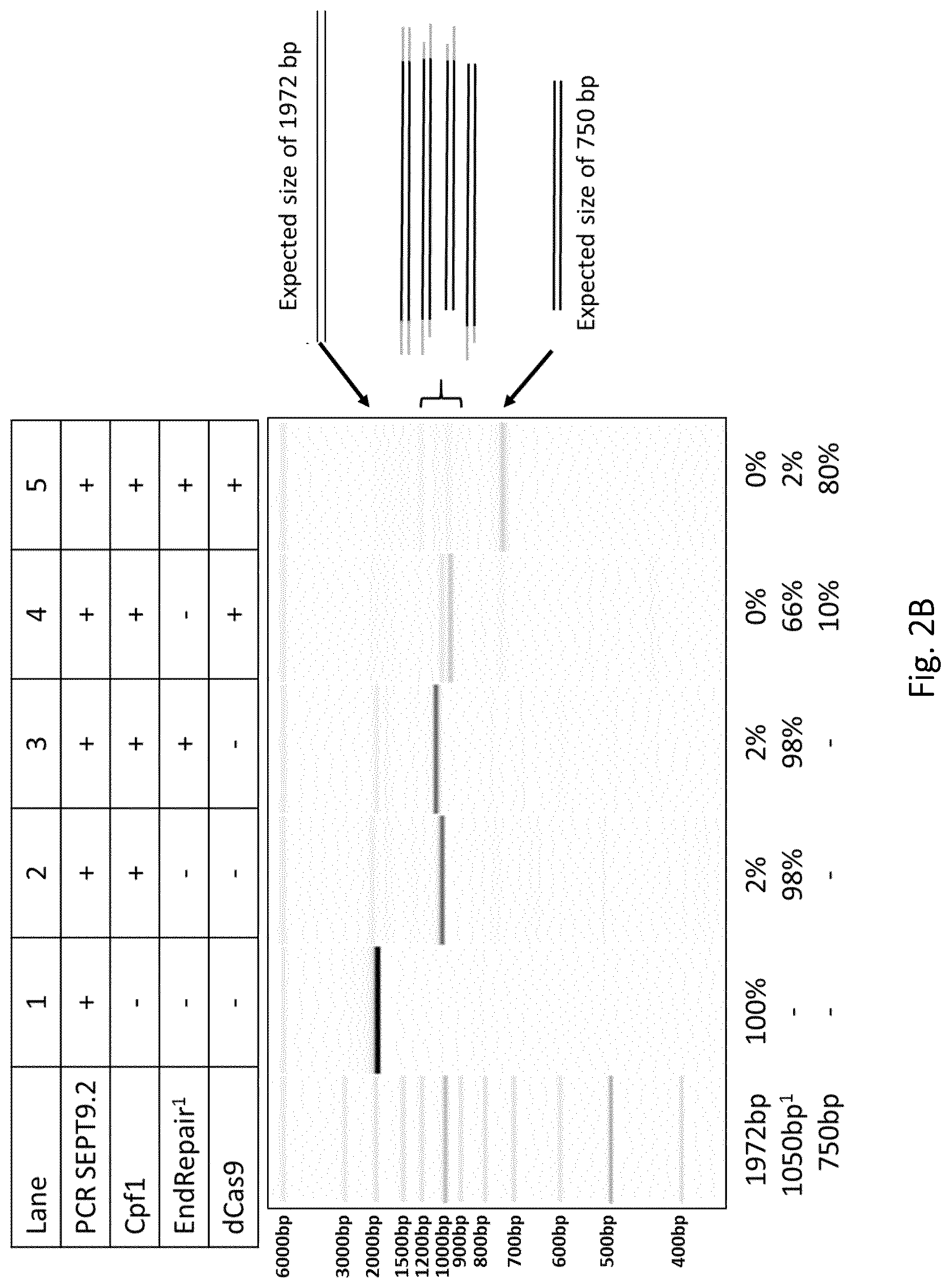 Patent US12305218 Figure 3 – Optimization of in vitro isolation of nucleic acids using site-specific nucleases