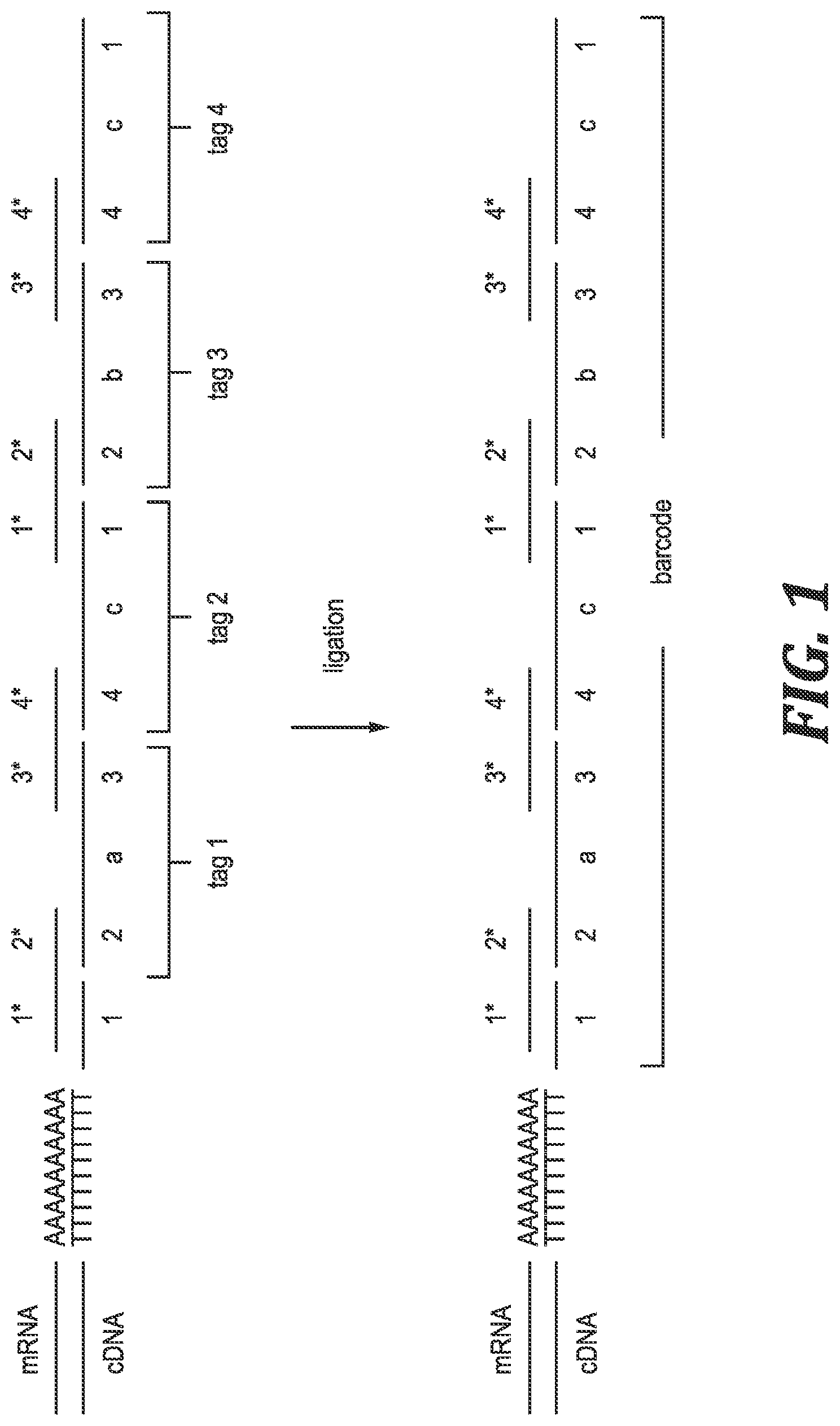Patent US12305219 Figure 1 – Methods and kits for labeling cellular molecules